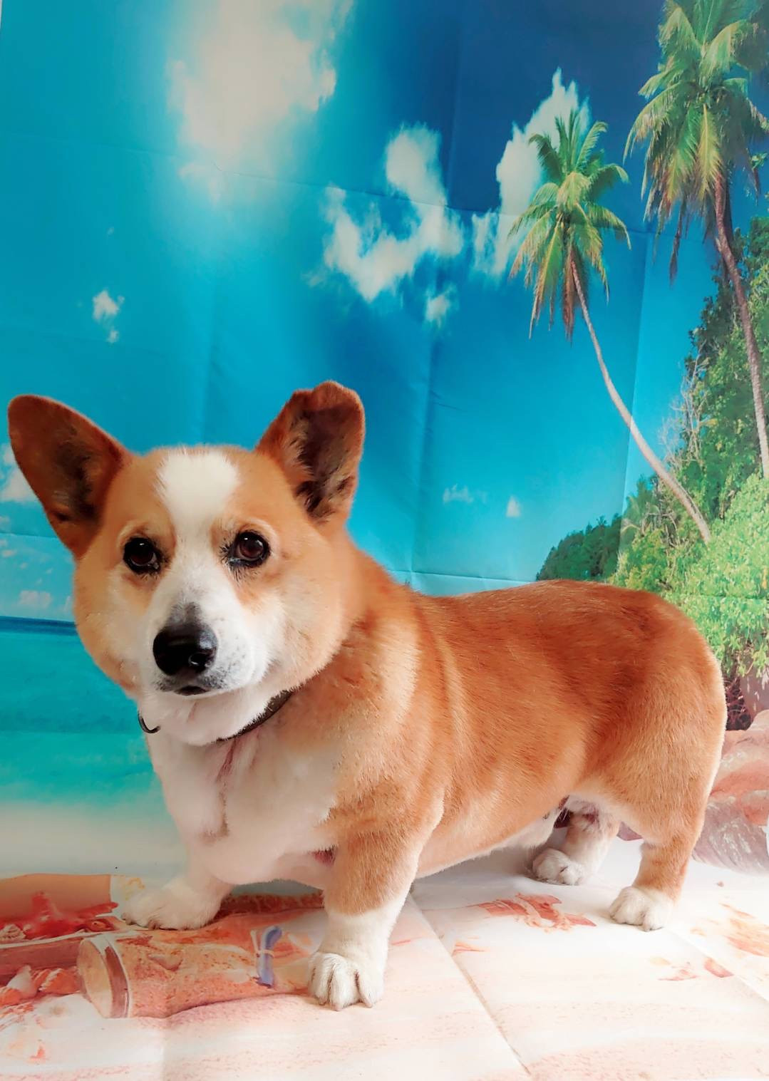 コーギーのロビーちゃん グルーミングコース 部分カット