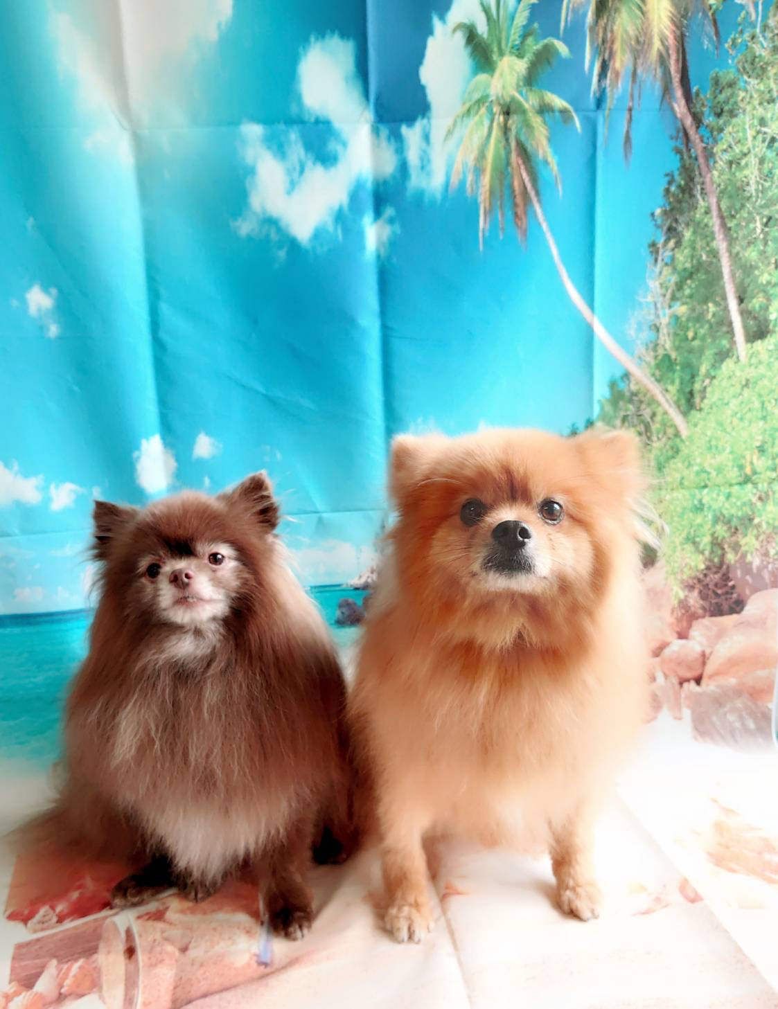 ポメラニアンのくりちゃん&くるちゃん グルーミングコース 部分カット