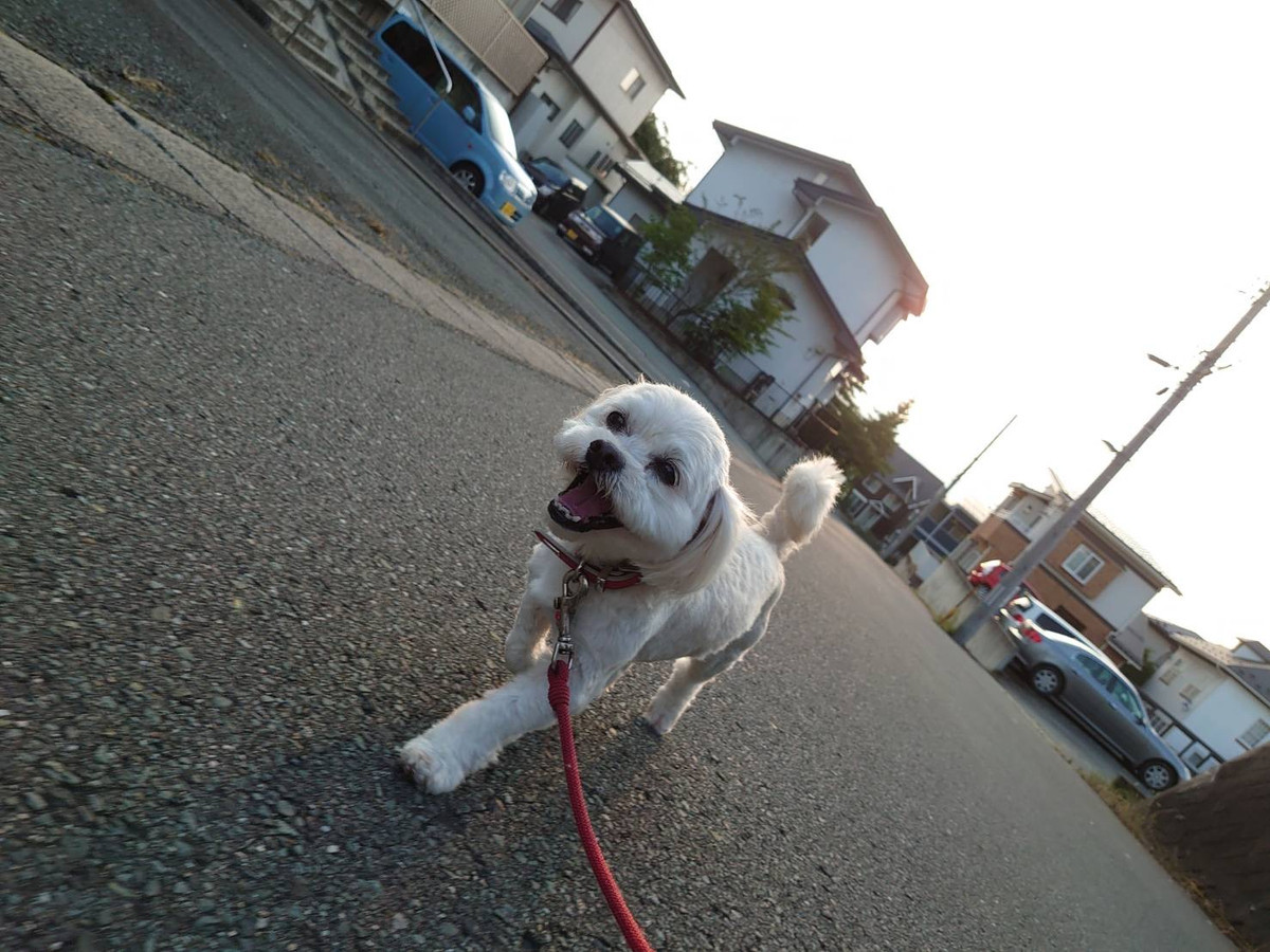 MIXのくっきーちゃん お泊まりの様子