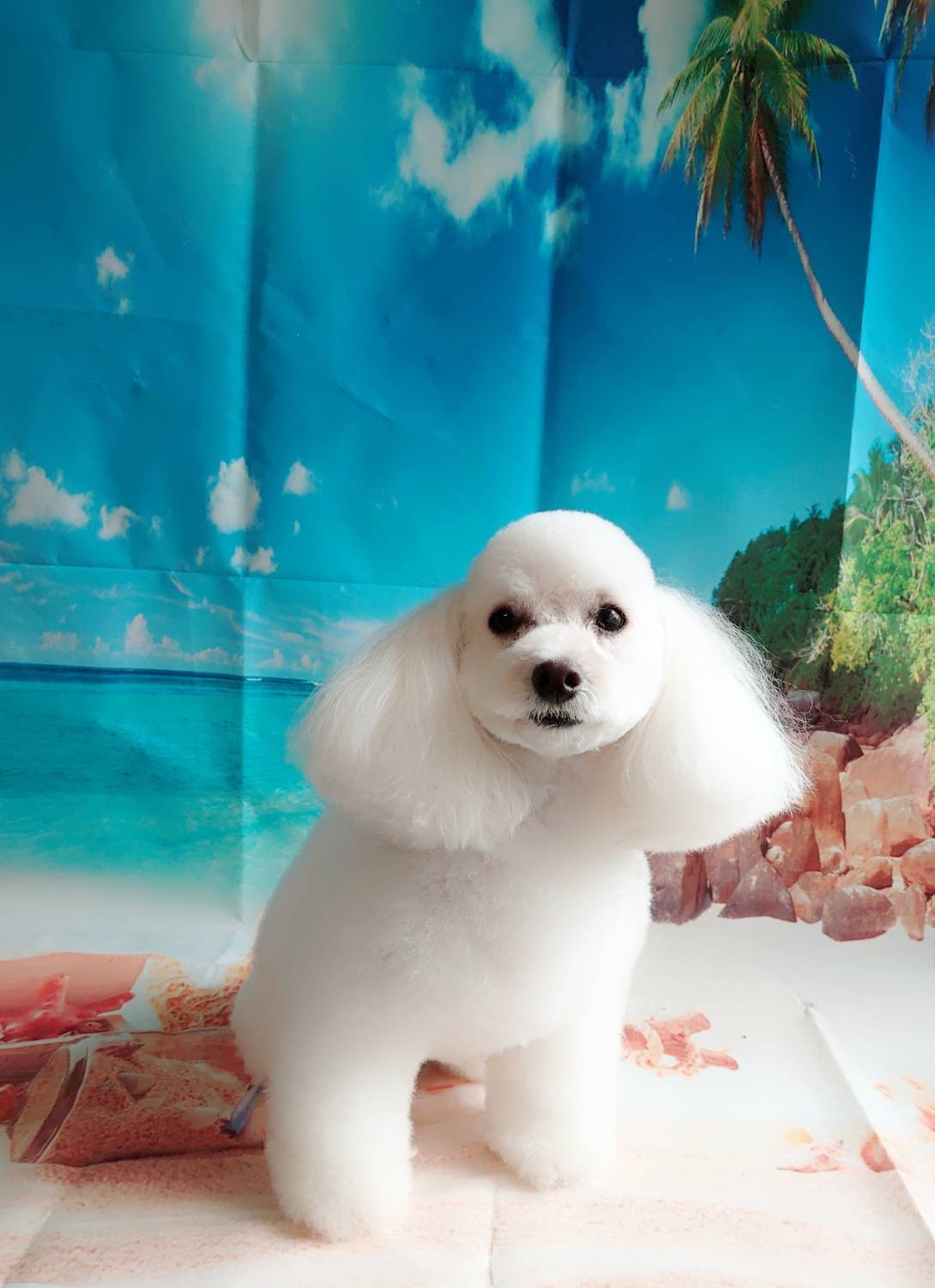 プードルのはるちゃん シャンプーコース 部分カット