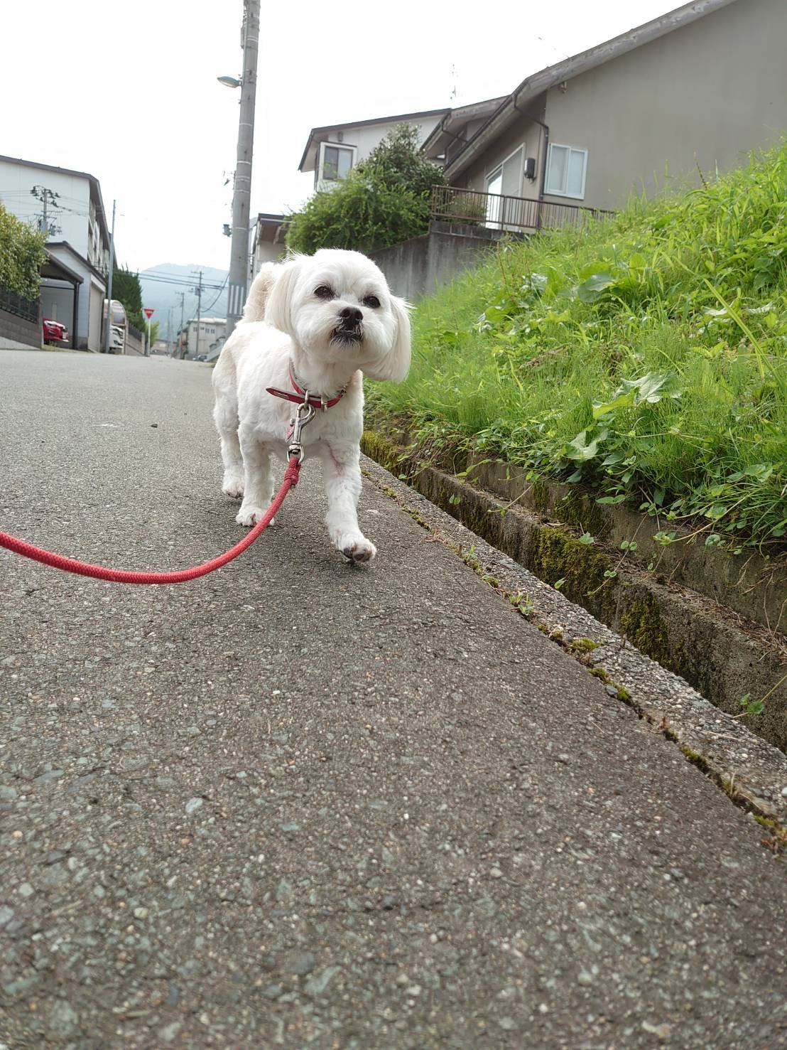 MIXのくっきーちゃん お泊まりの様子