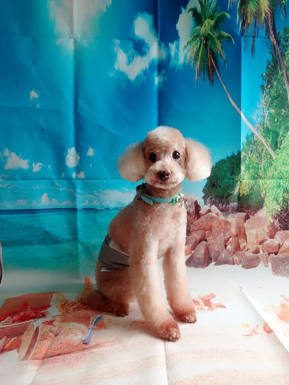 プードルのモンブランちゃん トリミングコース