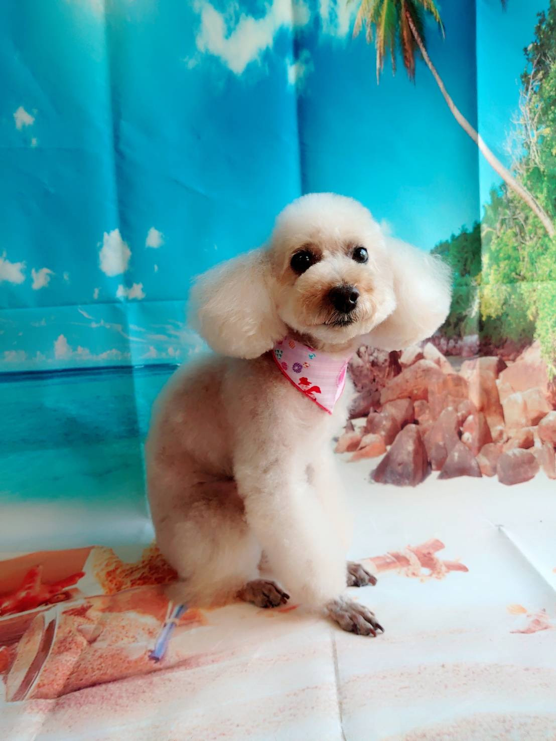 プードルのマロンちゃん トリミングコ ース