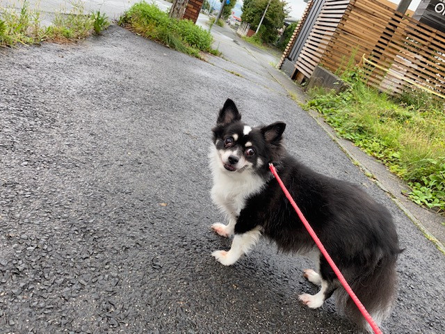 チワワ まるおちゃん お泊まりの様子