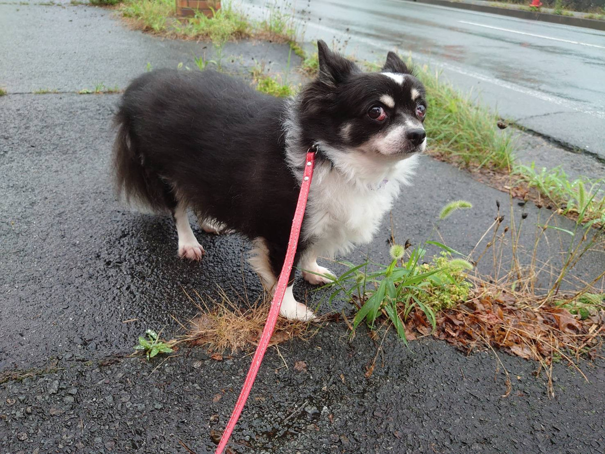 チワワのまるおちゃん お泊まりの様子