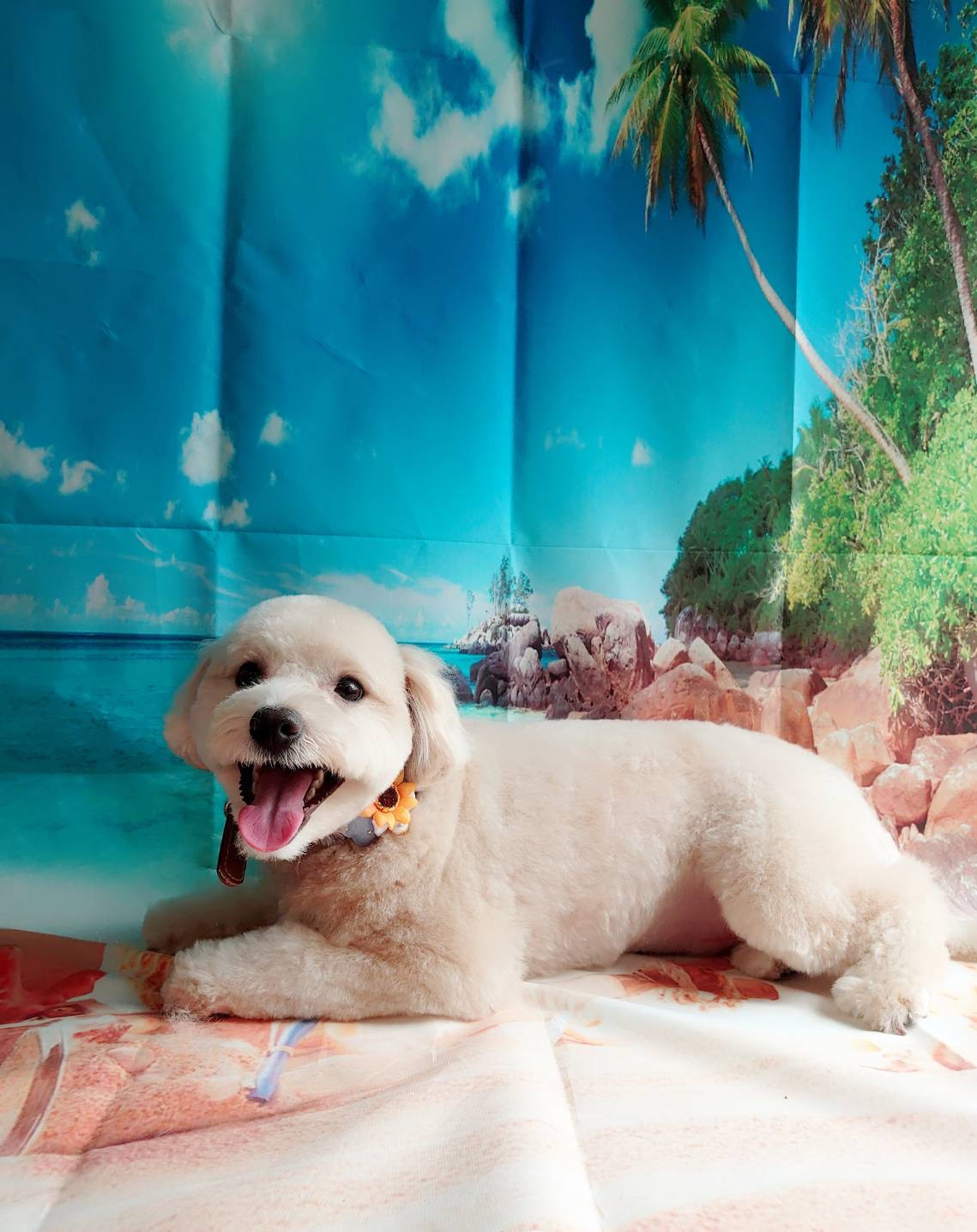 MIXのチープちゃん トリミングコース