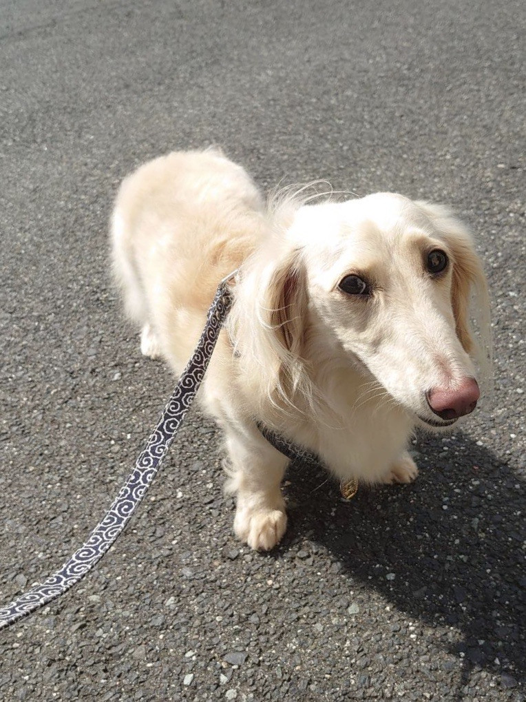 ダックスのレオンちゃん お泊まりの様子