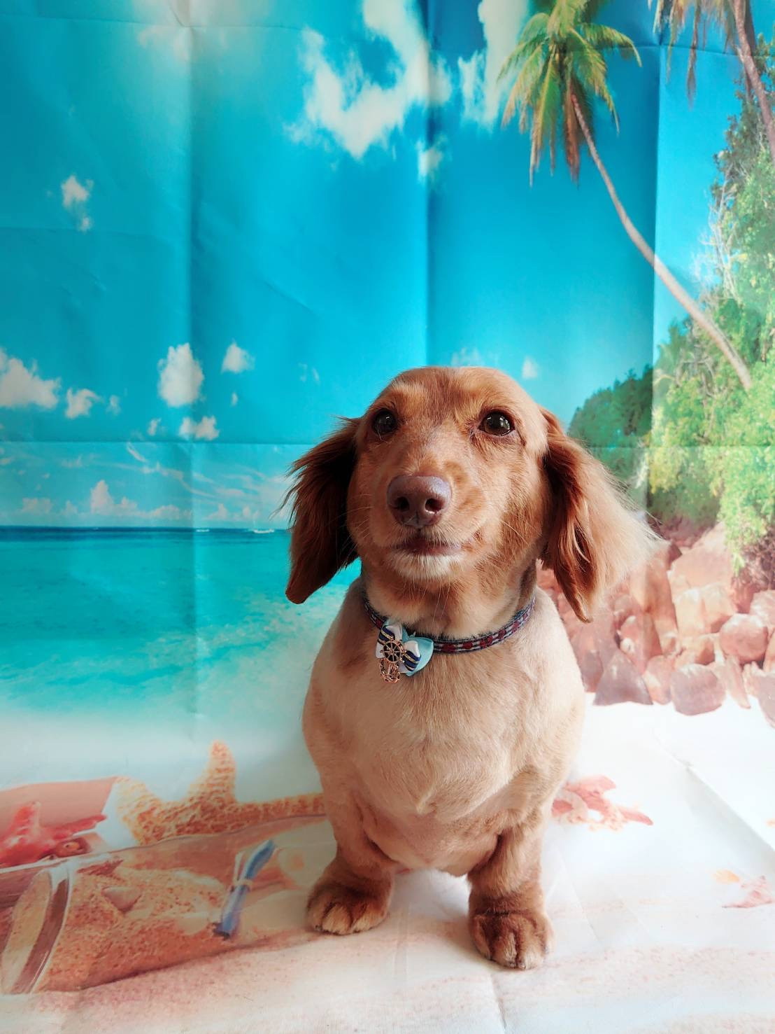 ダックスのコタローちゃん トリミングコース