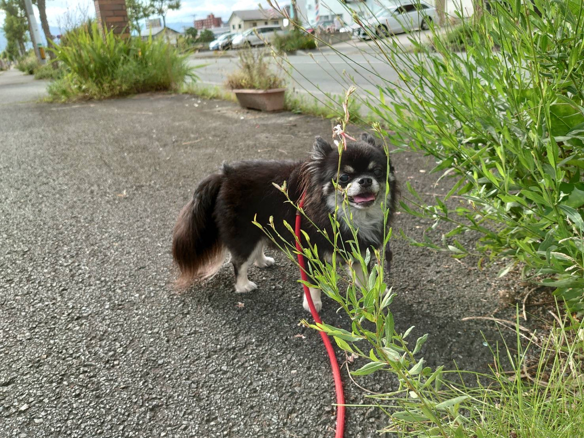 チワワのリヴちゃん お泊まりの様子