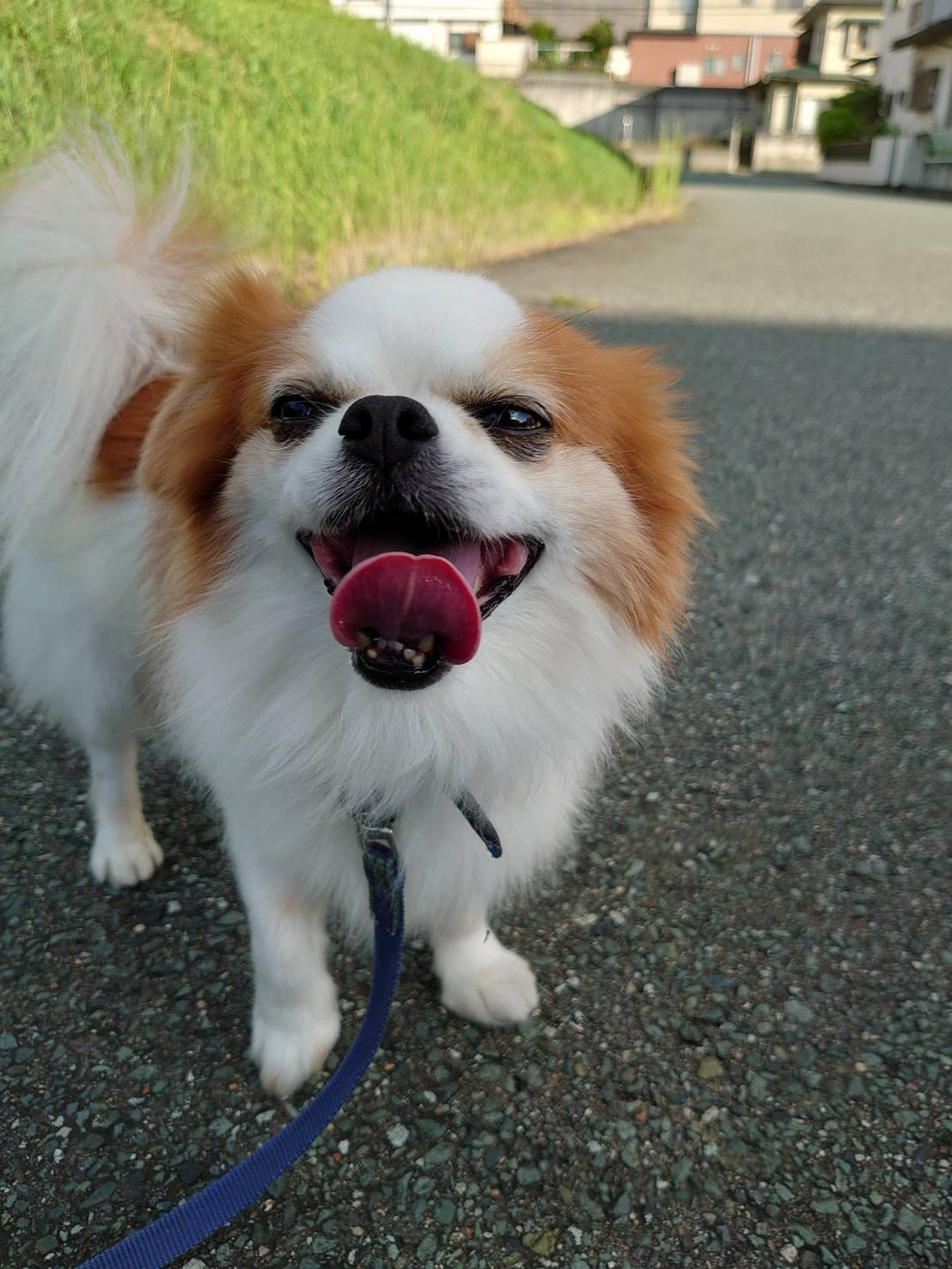 MIXのちゃっぴぃちゃん&うさぎのチロちゃん お泊まりの様子