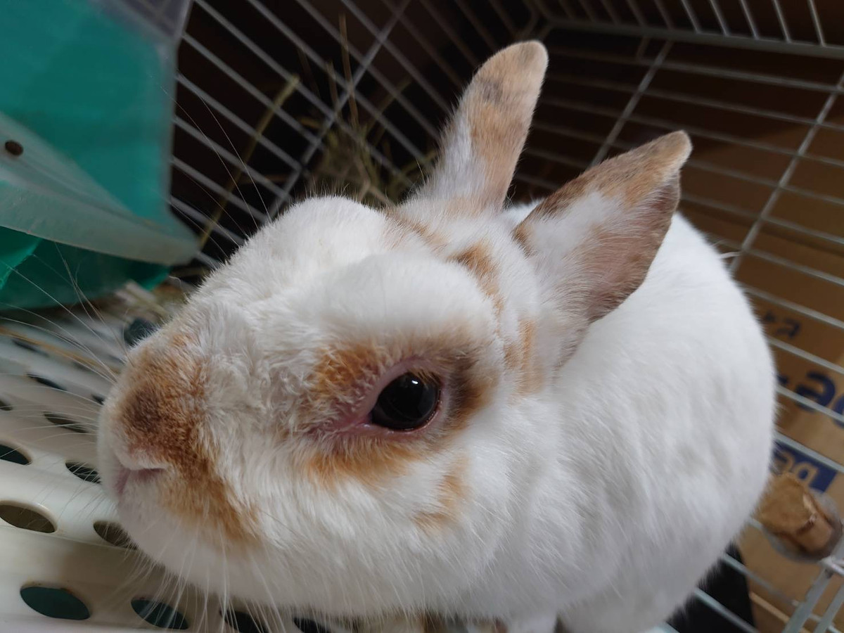 MIXのちゃっぴぃちゃん&うさぎのチロちゃん お泊まりの様子