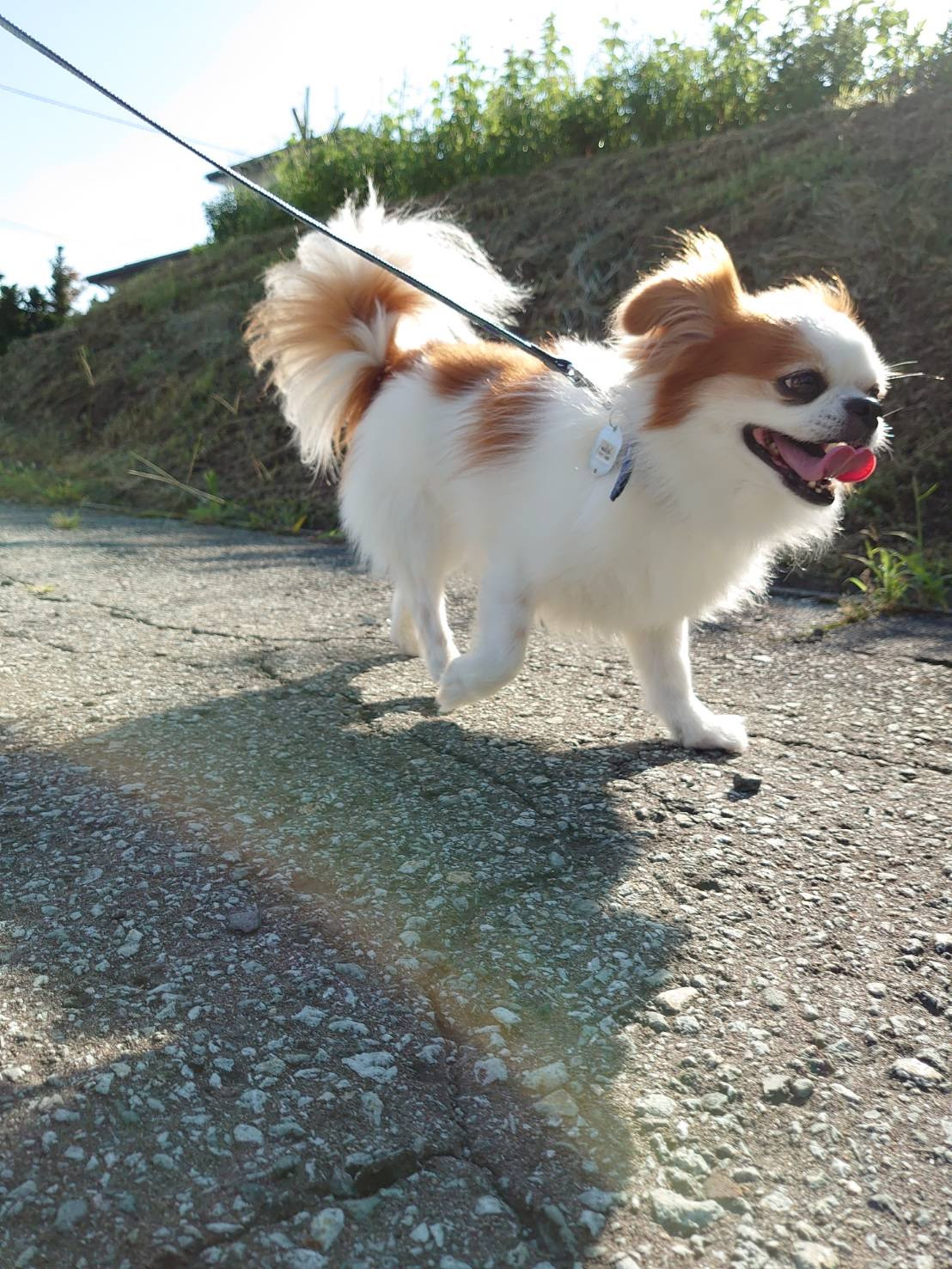 MIXのちゃっぴぃちゃん&うさぎのチロちゃん お泊まりの様子