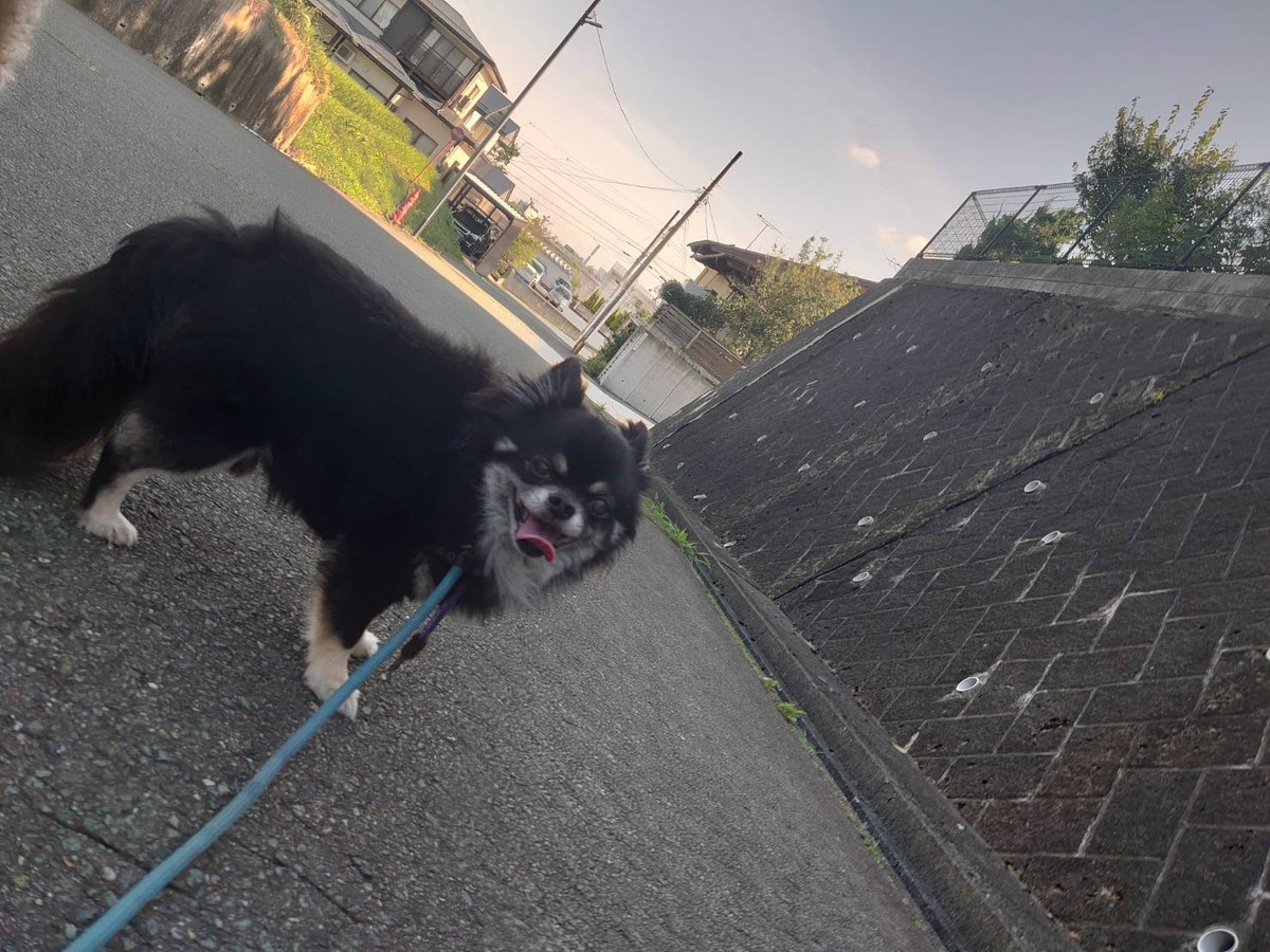 チワワのリヴちゃん お泊まりの様子