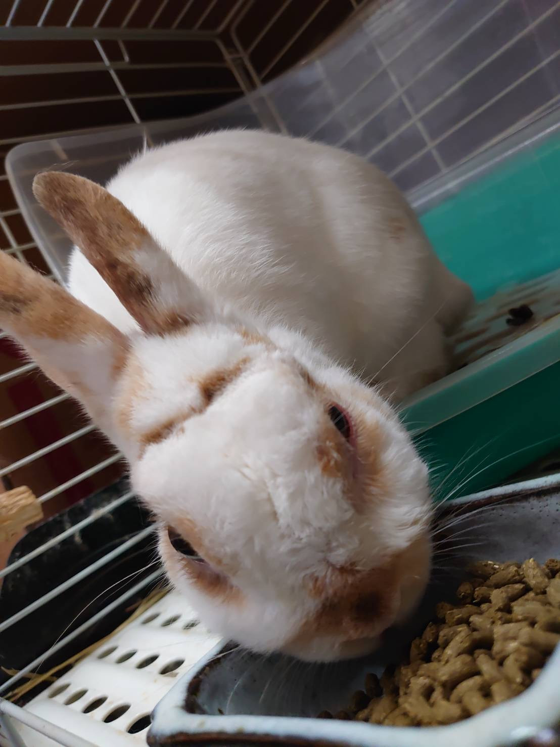 MIXのちゃっぴぃちゃん&うさぎのチロちゃん お泊まりの様子