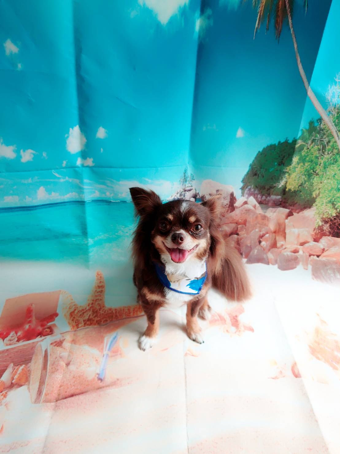 チワワのココちゃん トリミングコース