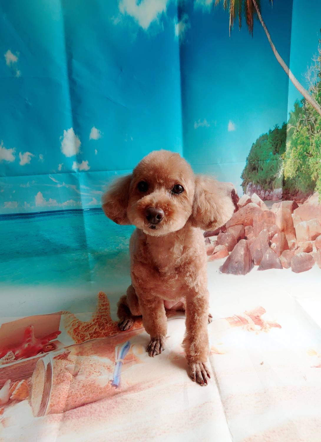 プードルのあんこちゃん トリミングコ ース