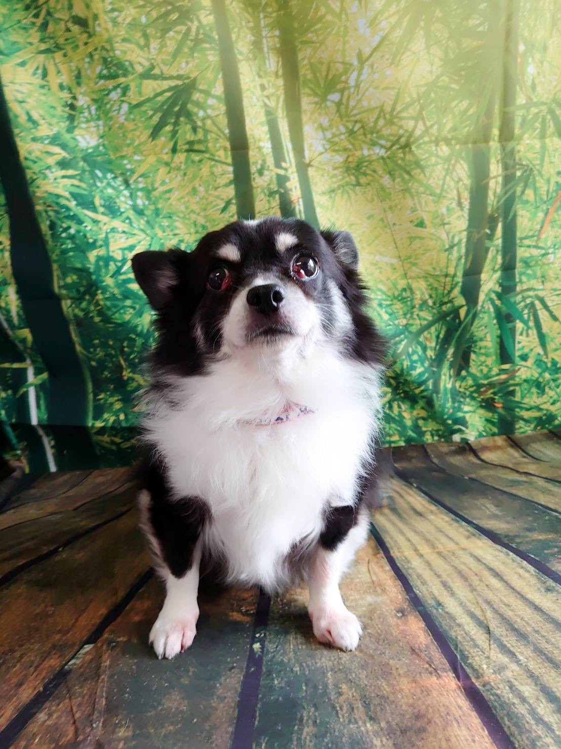 チワワのまるおちゃん グルーミングコ ース