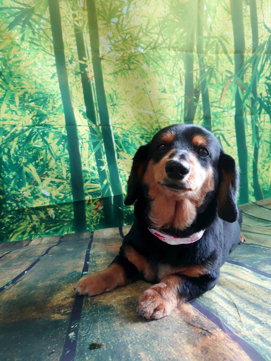 ダックスのマハロちゃん トリミングコ ース