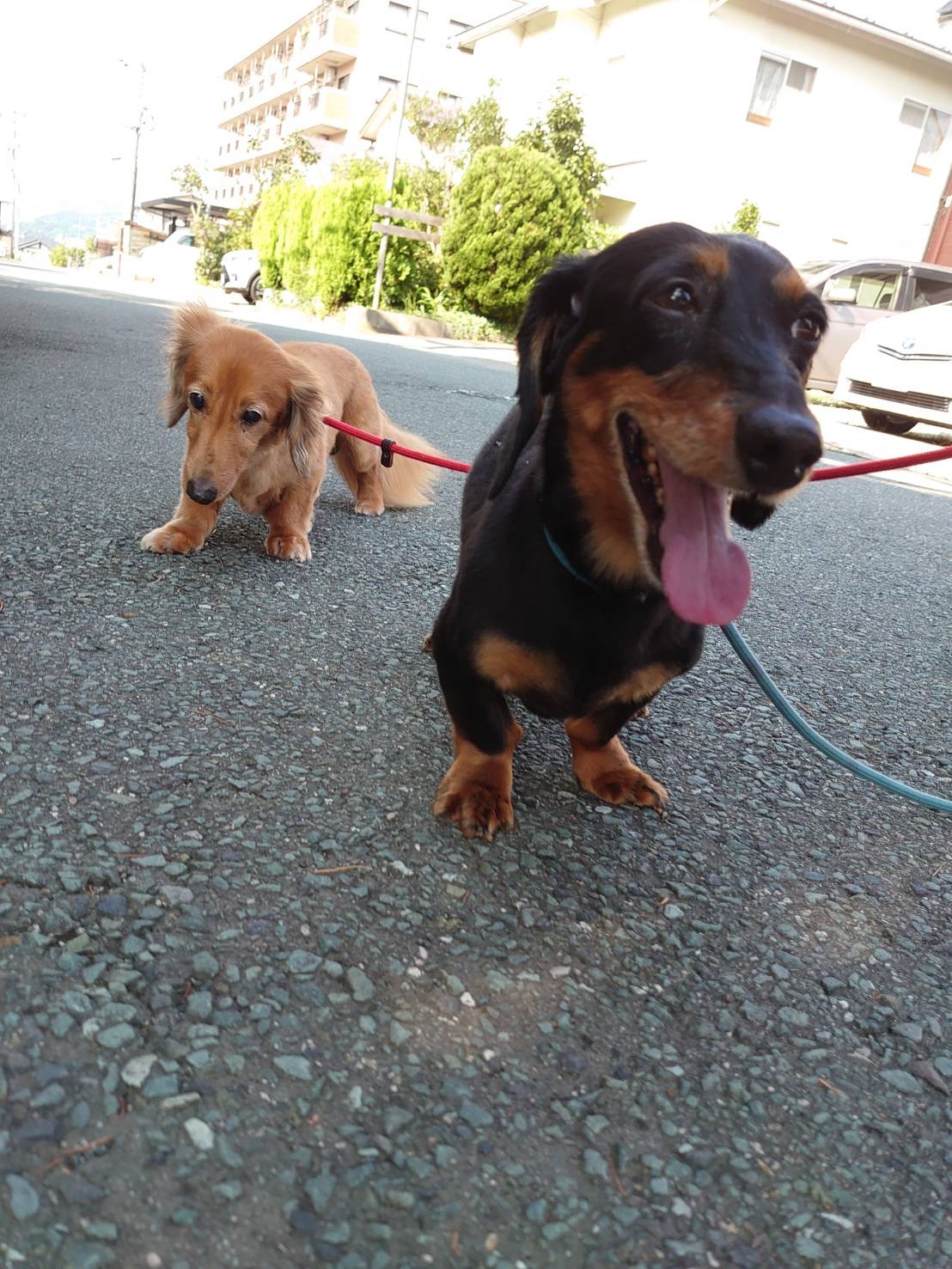 ダックスのレオちゃん&ラクちゃん お泊まりの様子