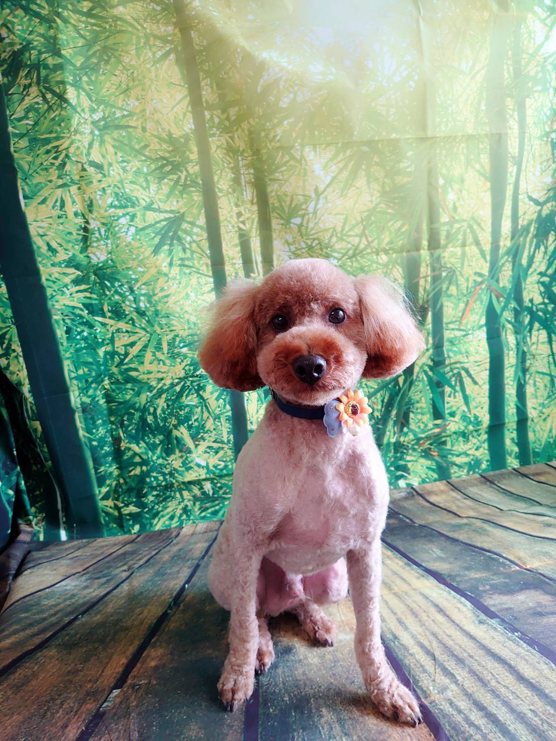 プードルのチョコちゃん トリミングコ ース