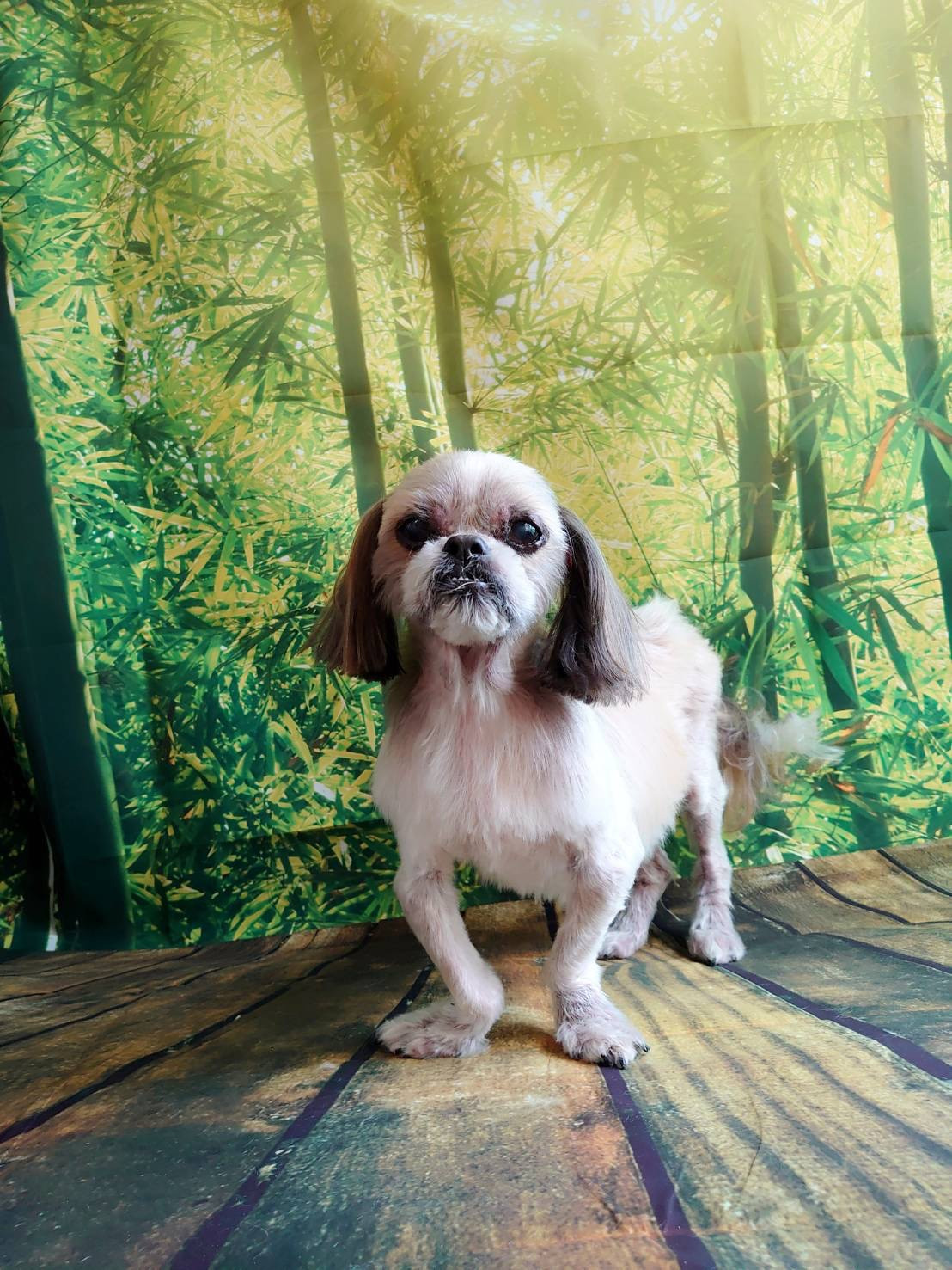 シーズーのクーちゃん トリミングコース