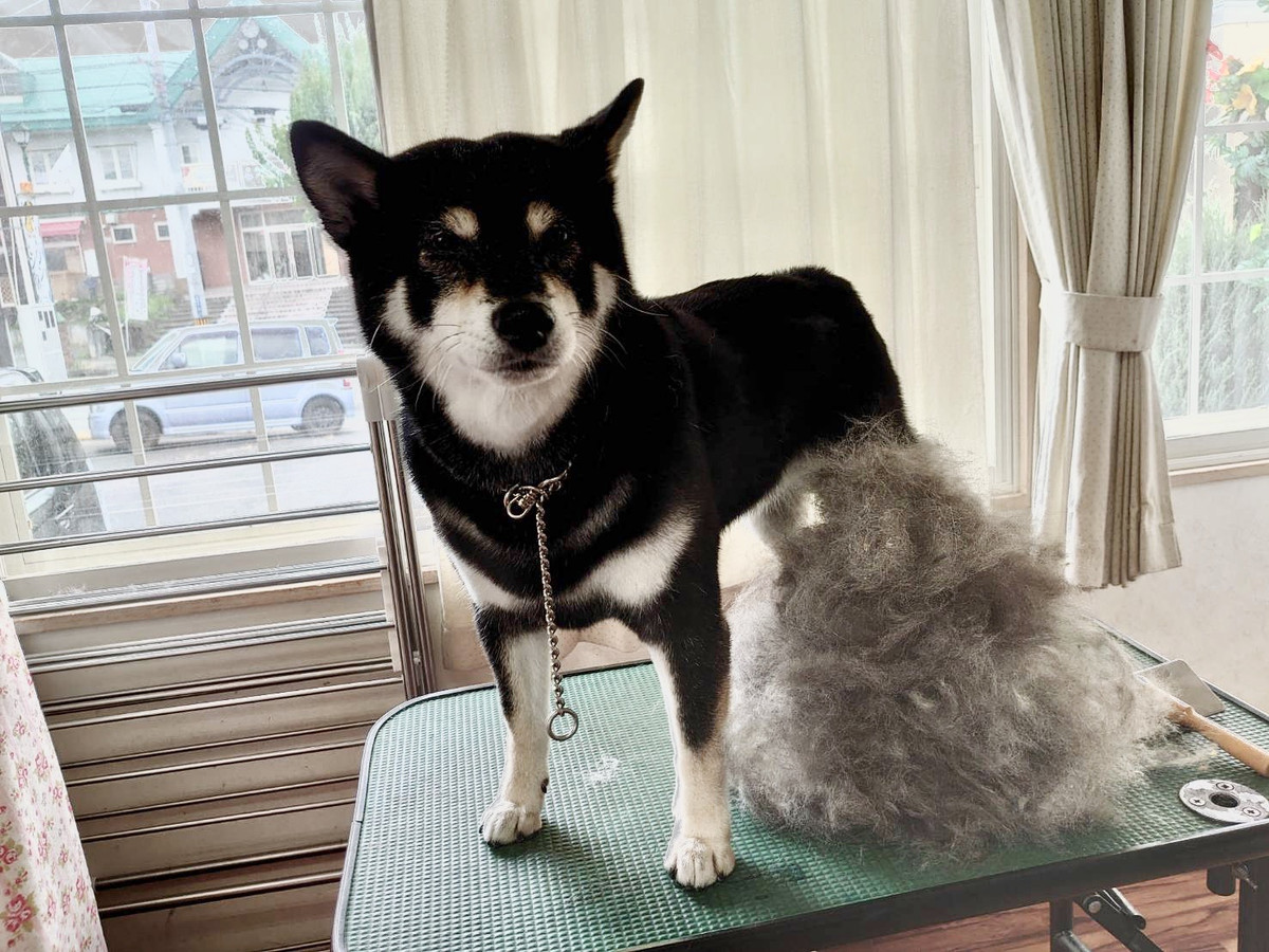 柴のさくらちゃん グルーミングコース