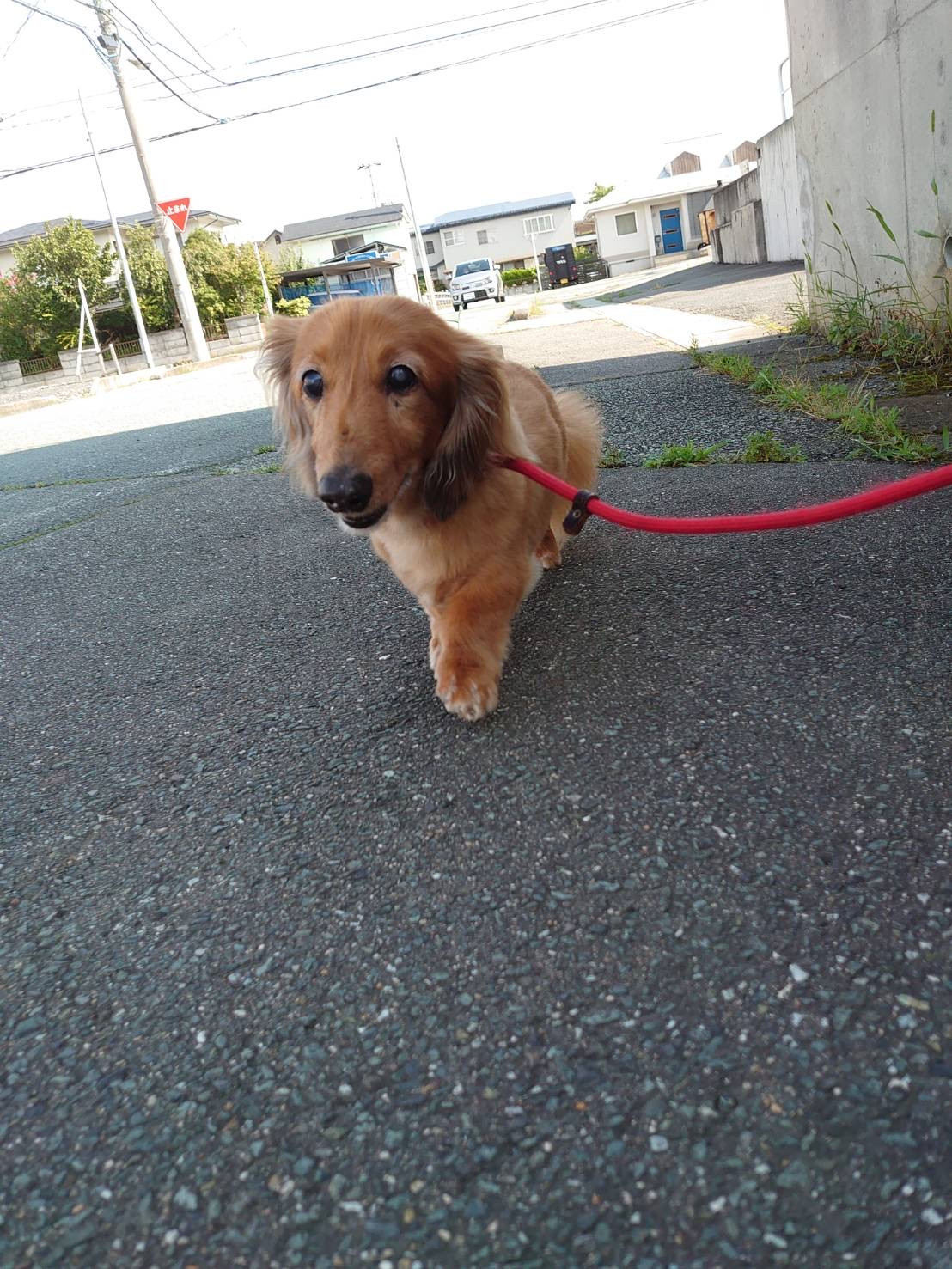 ダックスのレオちゃん&ラクちゃん お泊まりの様子