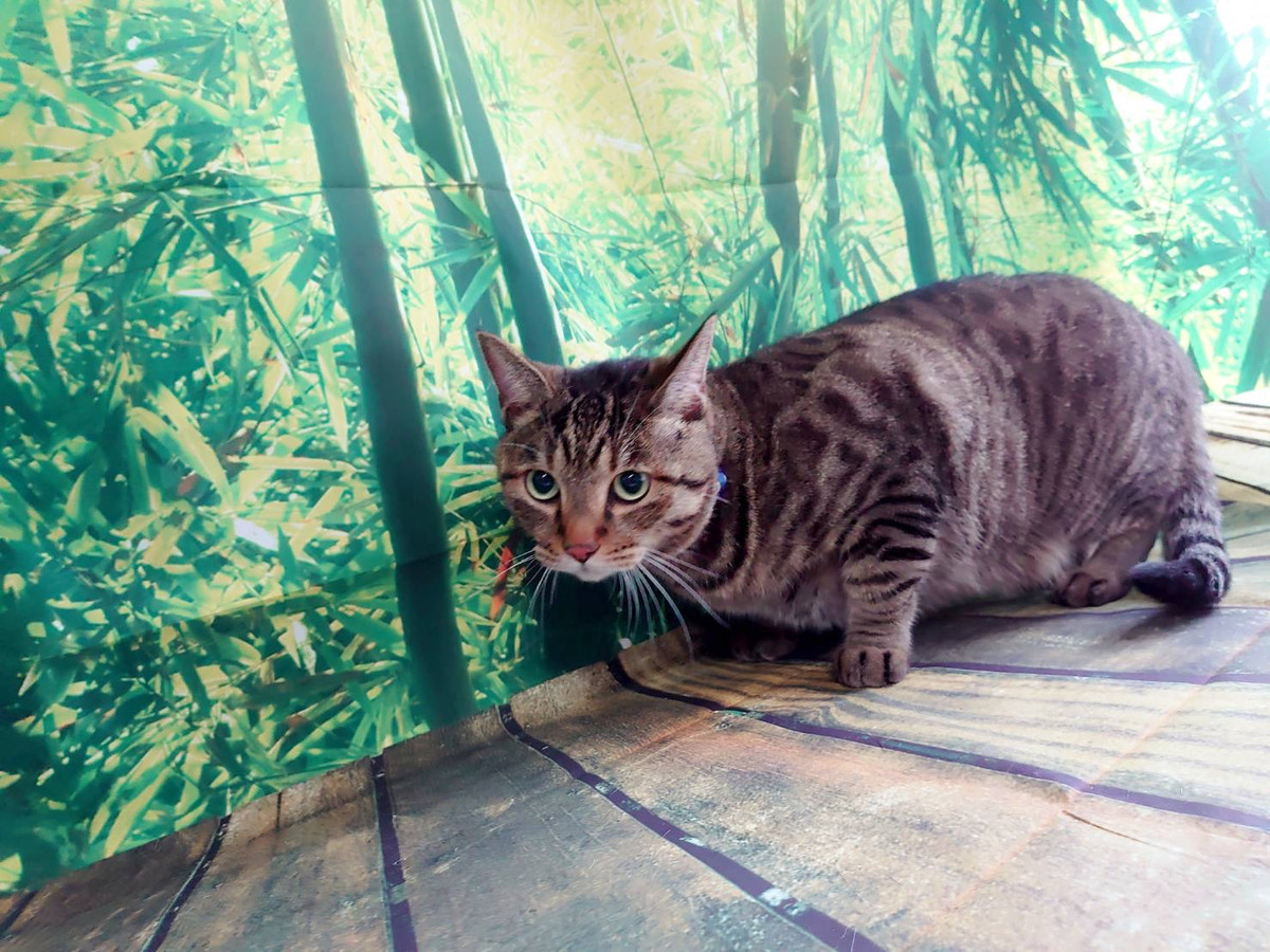 猫の虎太郎ちゃん お爪切り