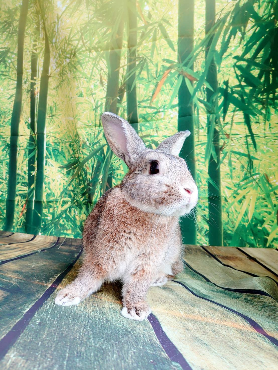 うさぎのピーターちゃん お爪切り