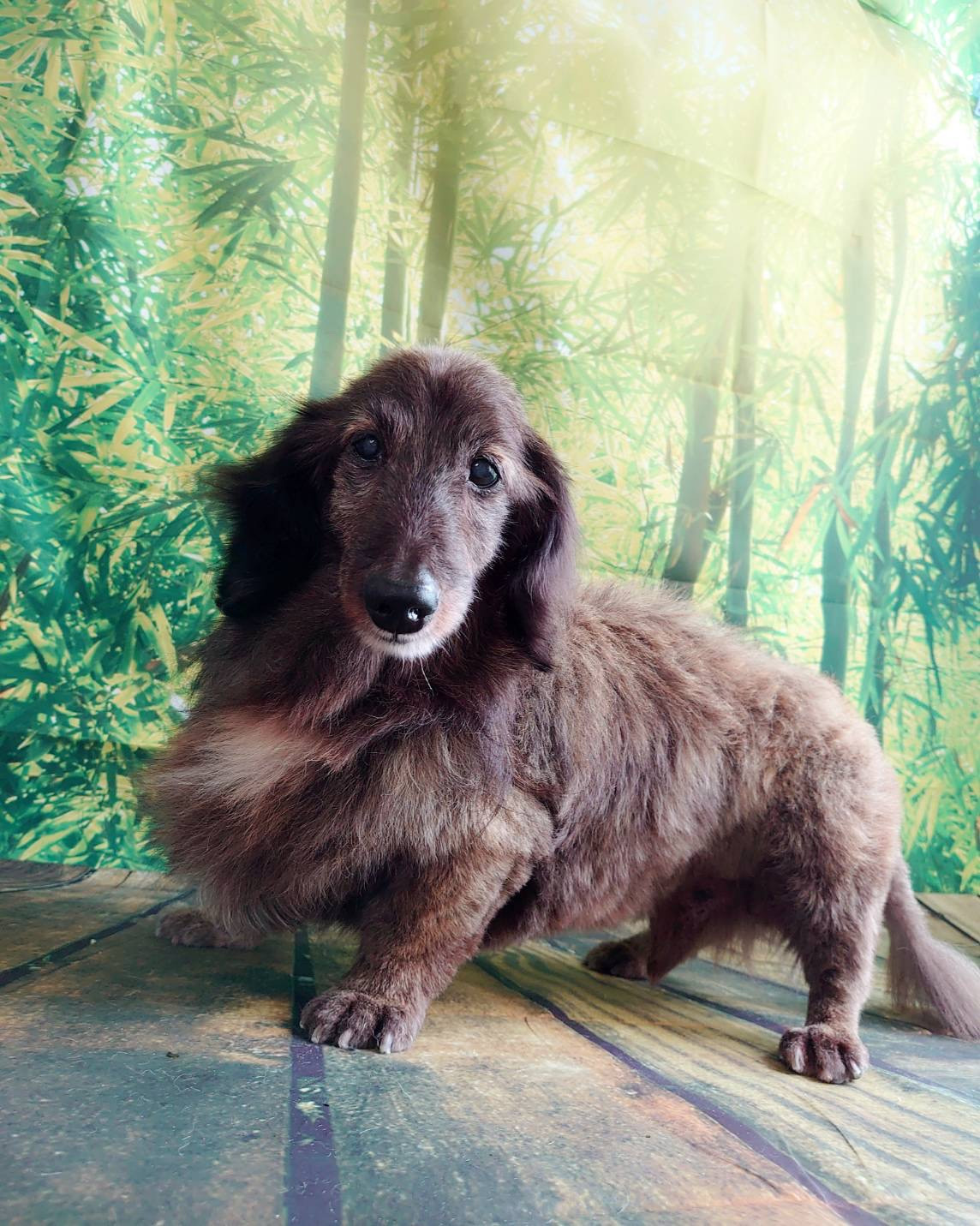 ダックスのマイロちゃん グルーミングコース 部分カット