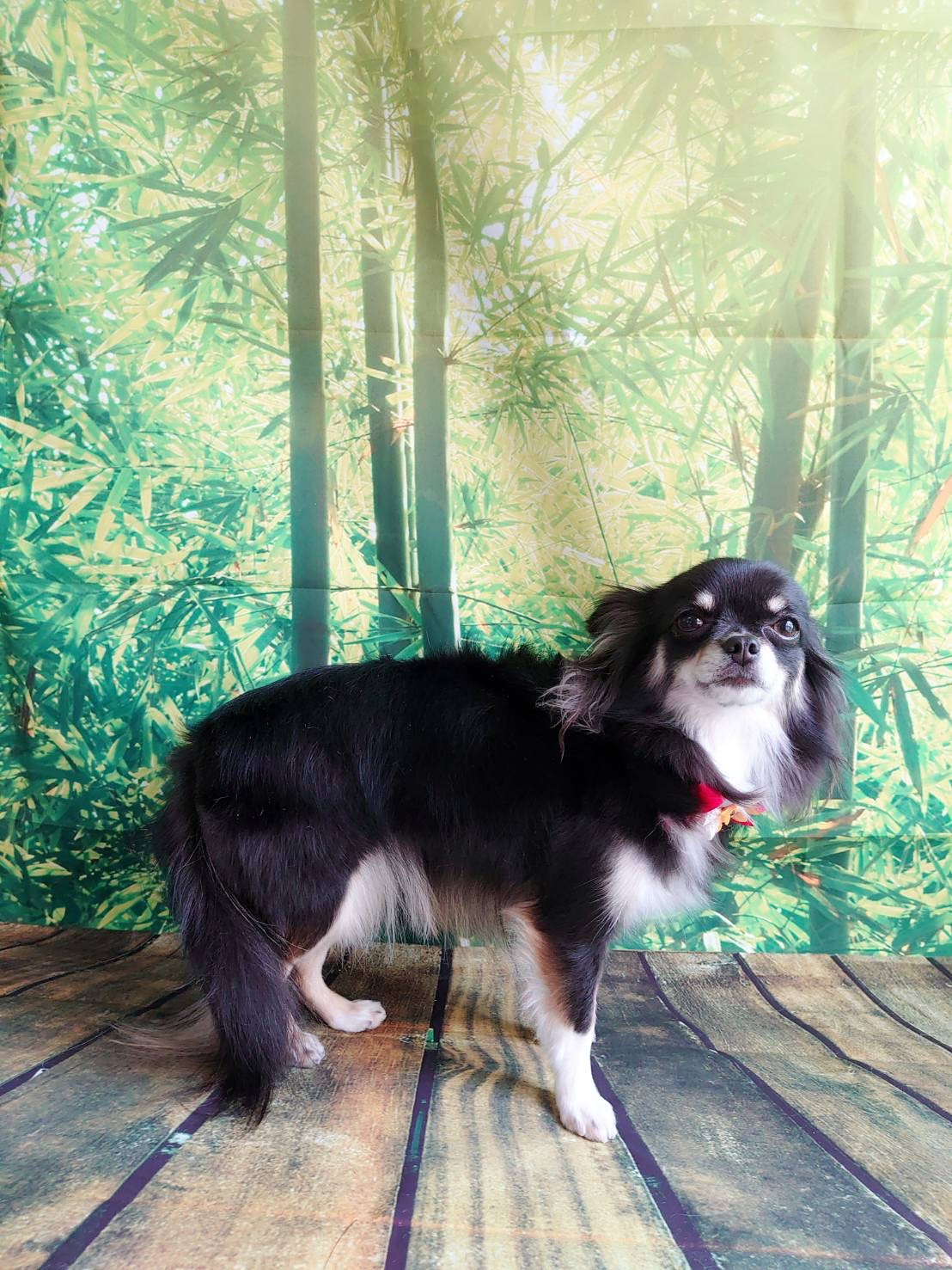 チワワのチョコちゃん グルーミングコース 部分カット