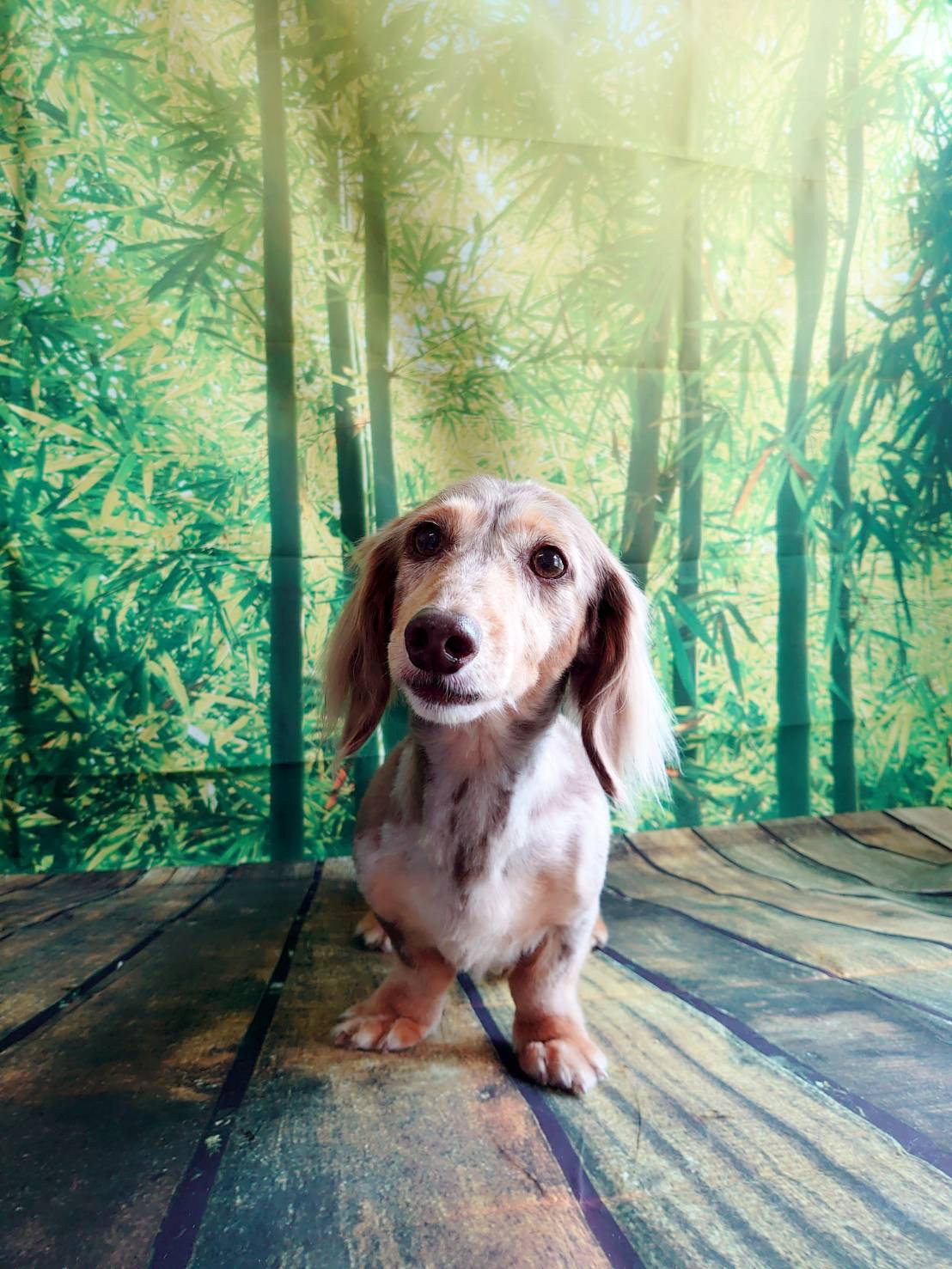 ダックスのモコちゃん シャンプーコース