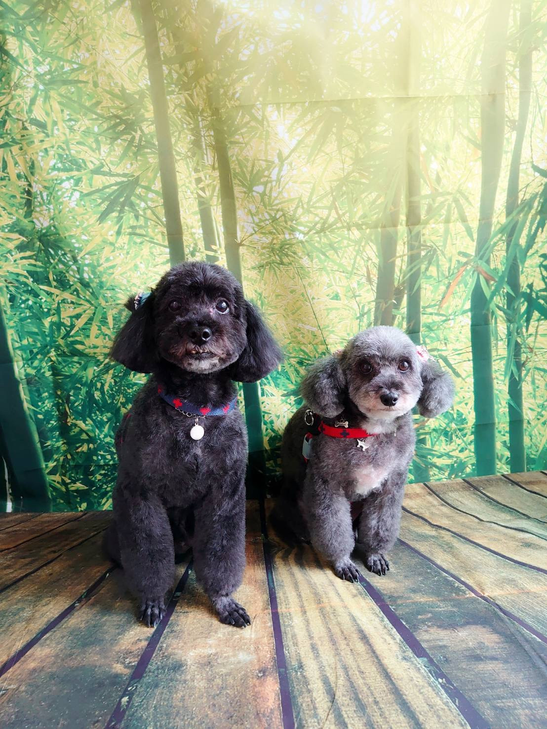 プードルちゃんビビアンちゃん&ココちゃん トリミングコース デンタル