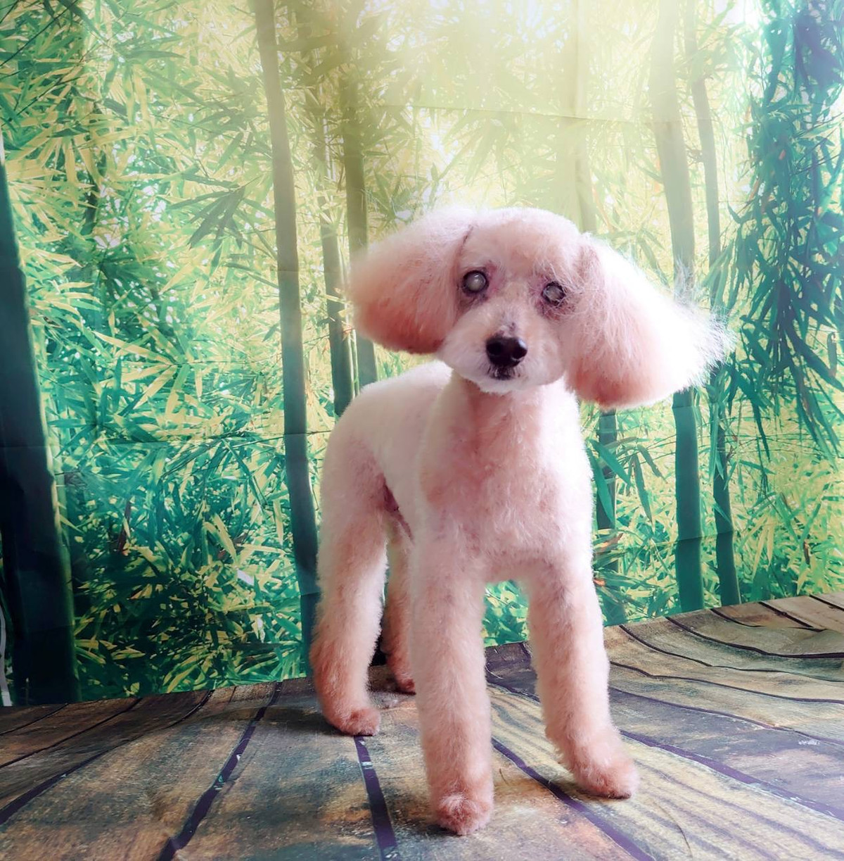 プードルちゃんショコラちゃん トリミングコース