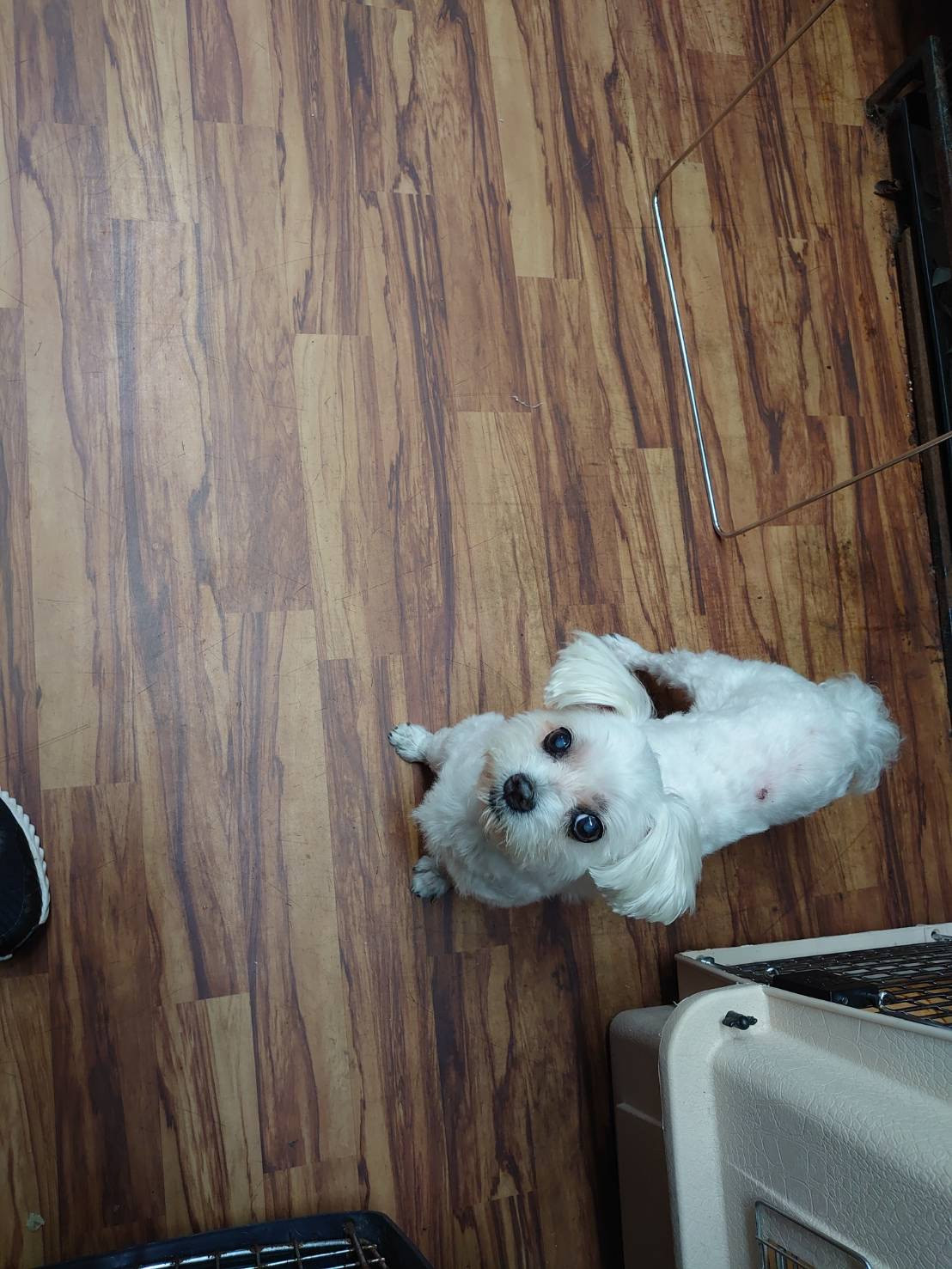 マルチーズのモモちゃん お泊まりの様子