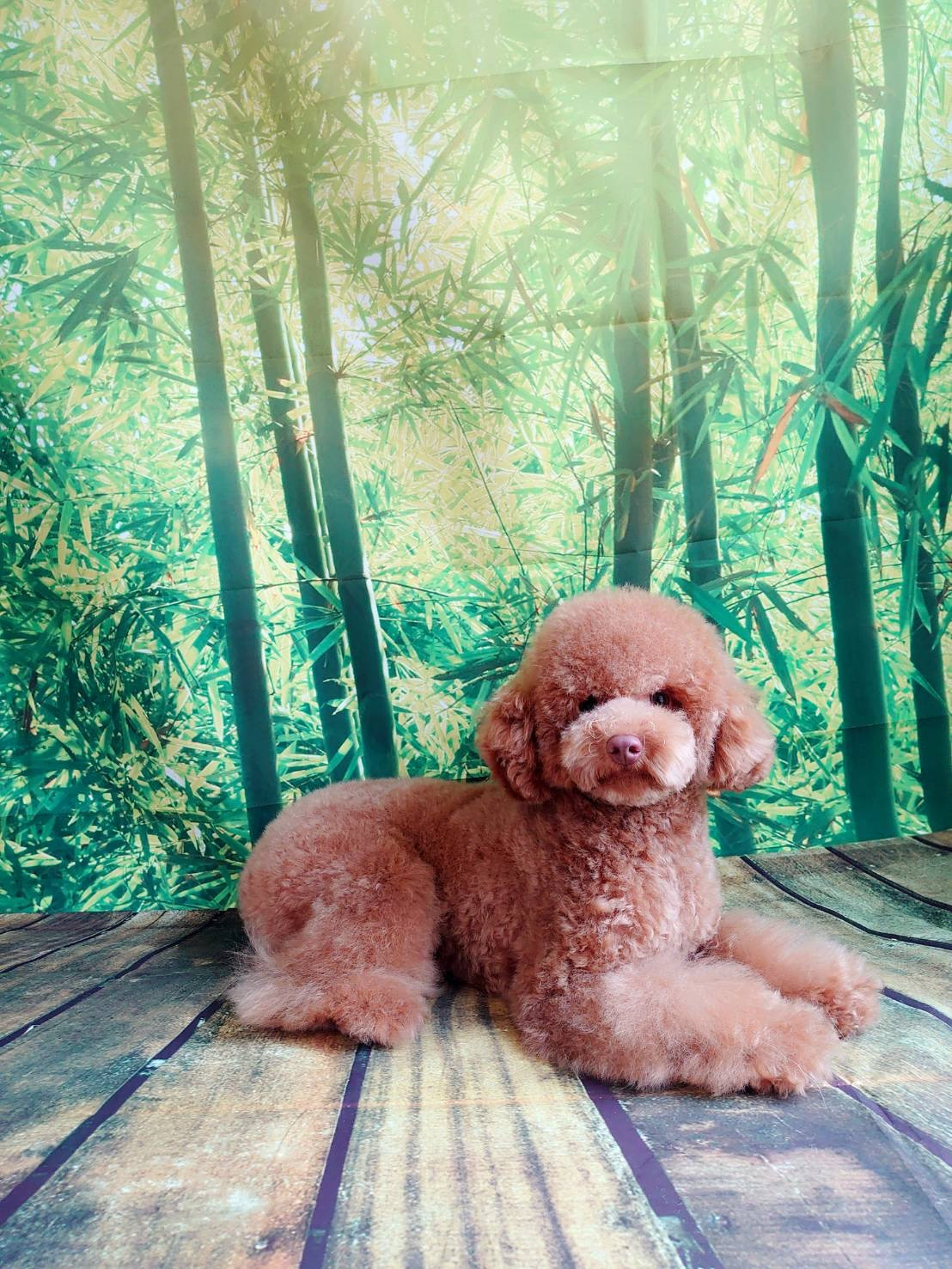 プードルとぼっちゃちゃん シャンプーコース