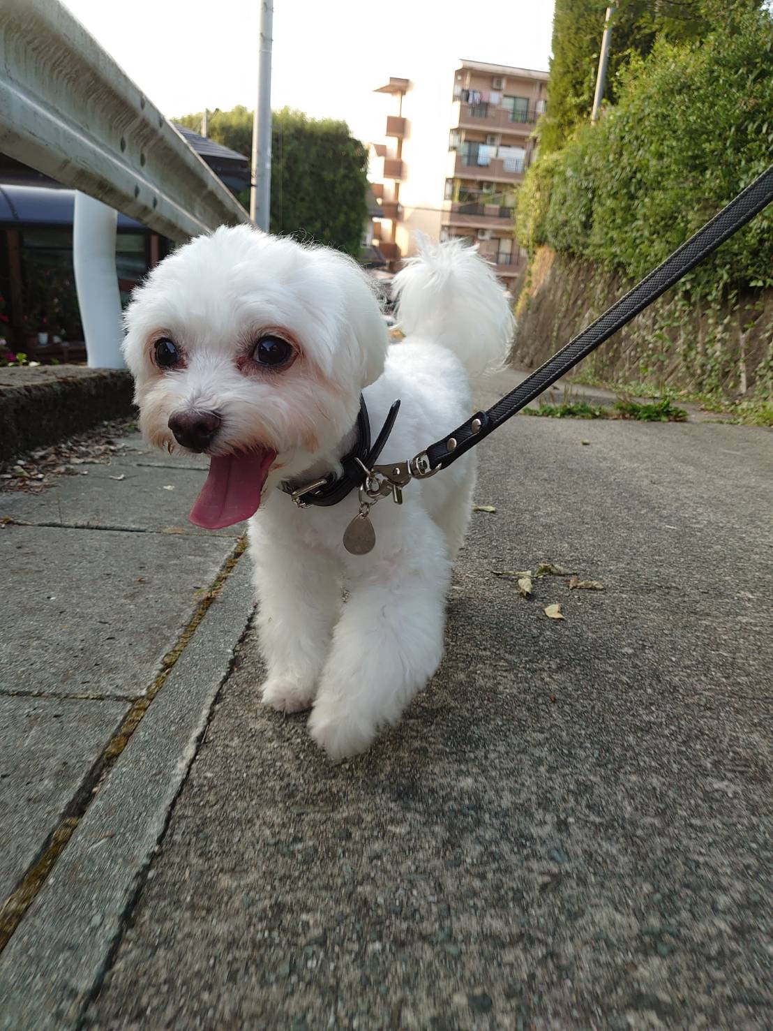 マルチーズのまるたちゃん お泊まりの 様子