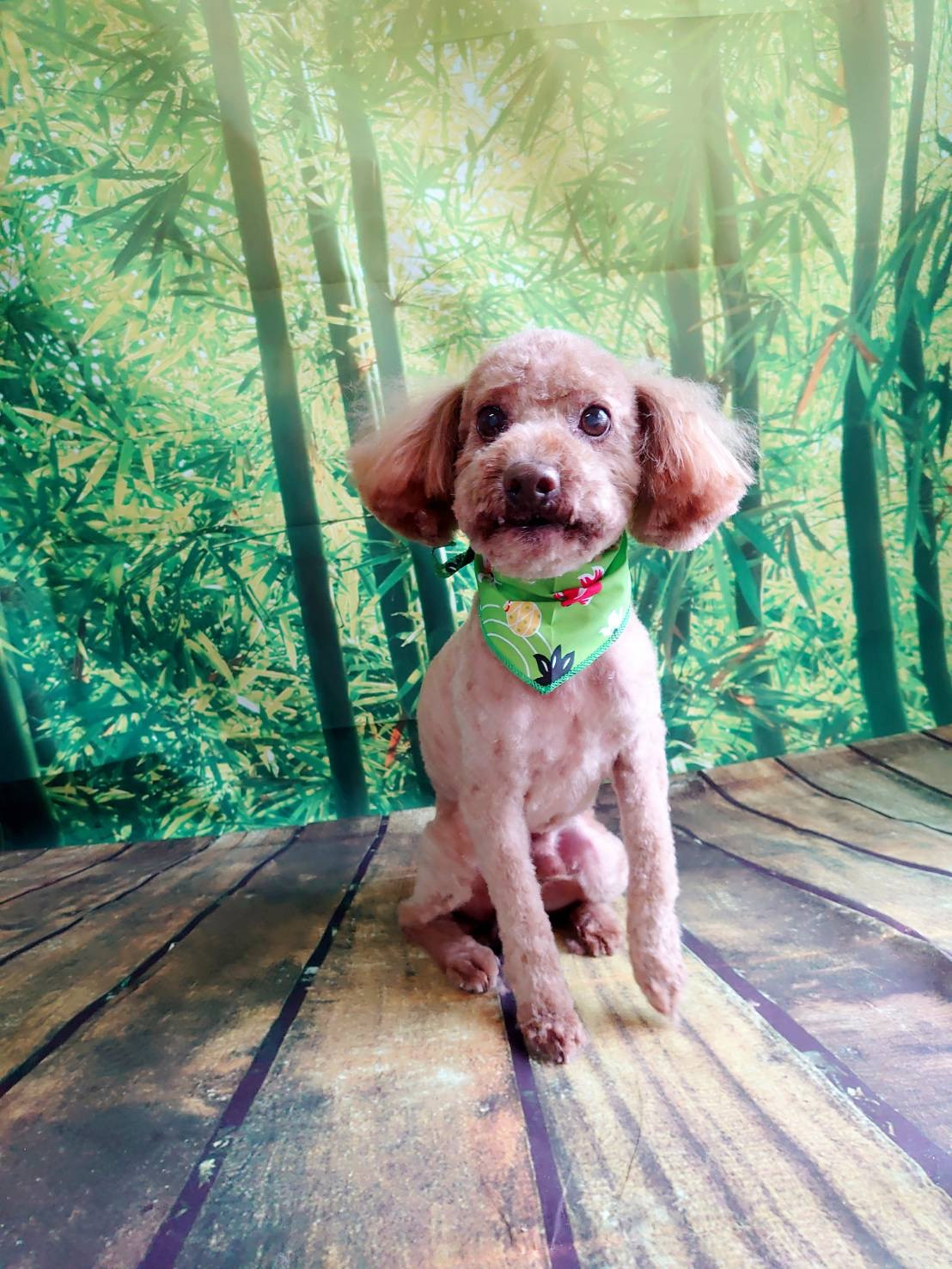 プードルのふうたちゃん トリミングコース デンタル