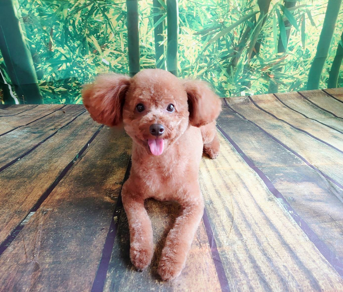 プードルのイヴちゃん トリミングコース