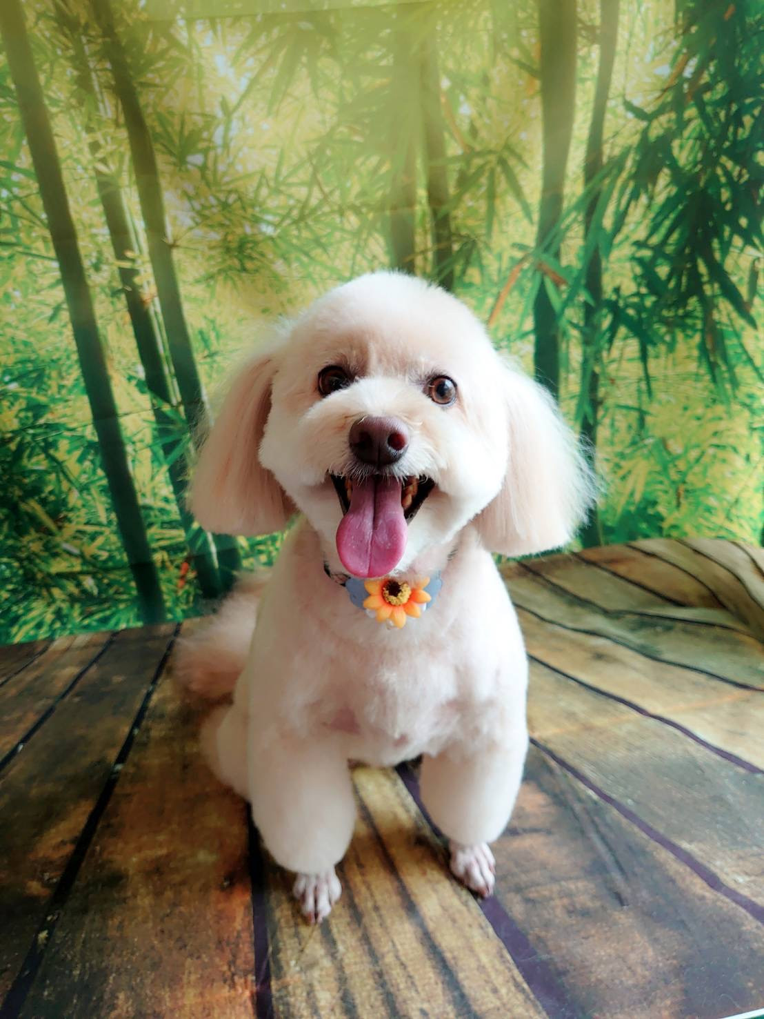 MIXのこはくちゃん トリミングコース