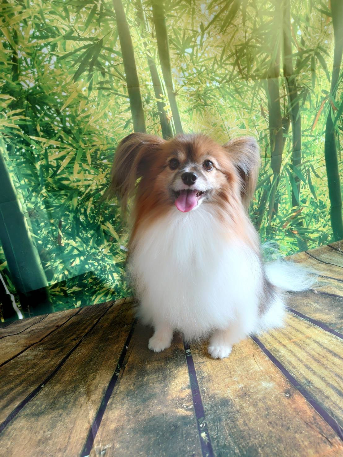 パピヨンのパピ助ちゃん シャンプーコース デンタル