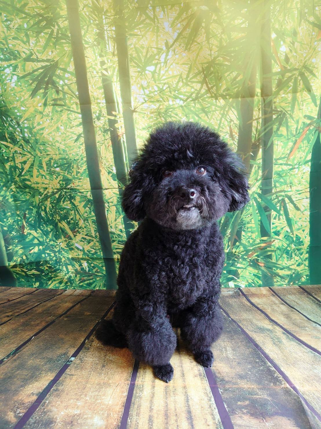 プードルのクールちゃん グルーミングコース