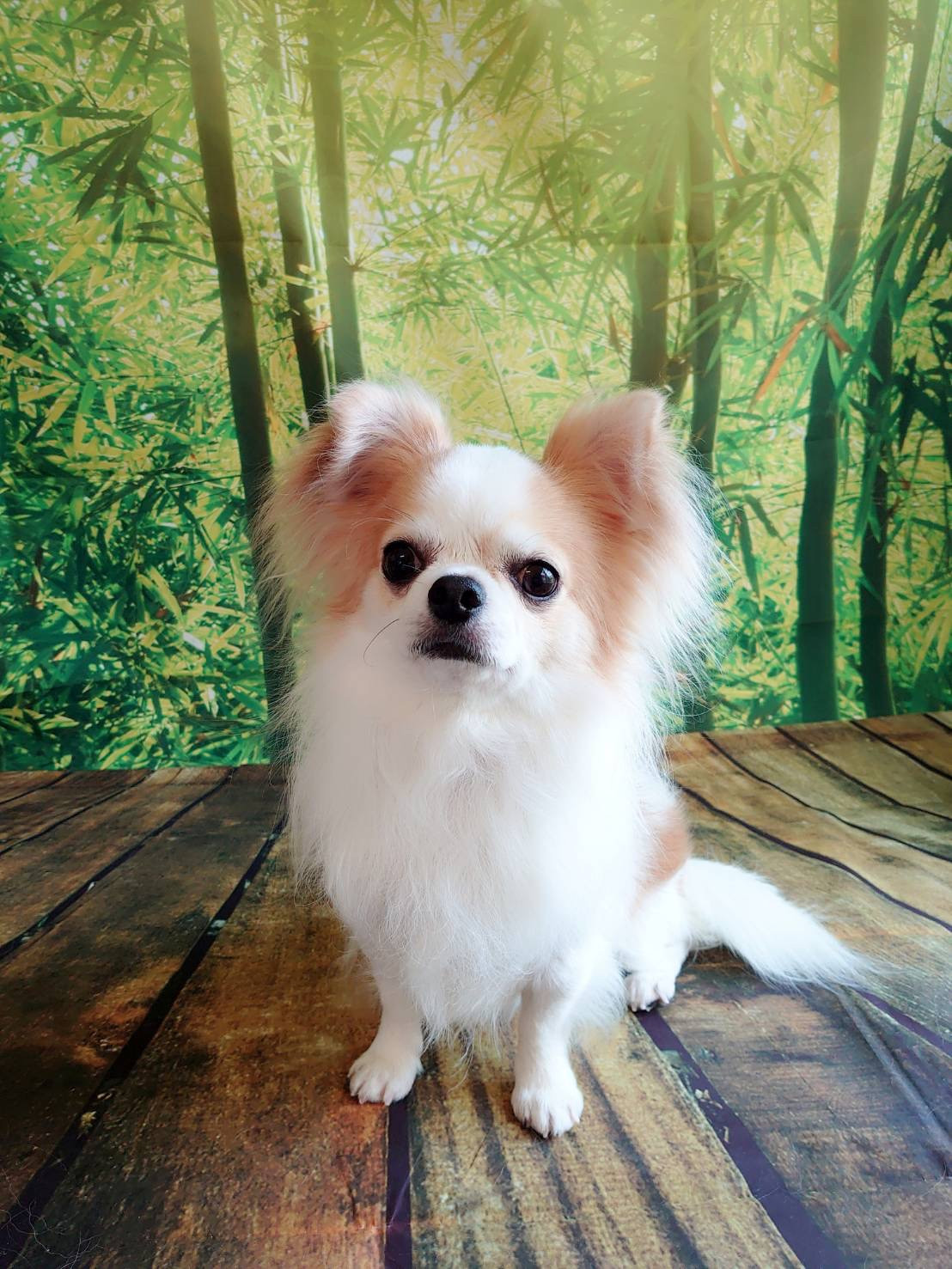 チワワのペコちゃん グルーミングコース