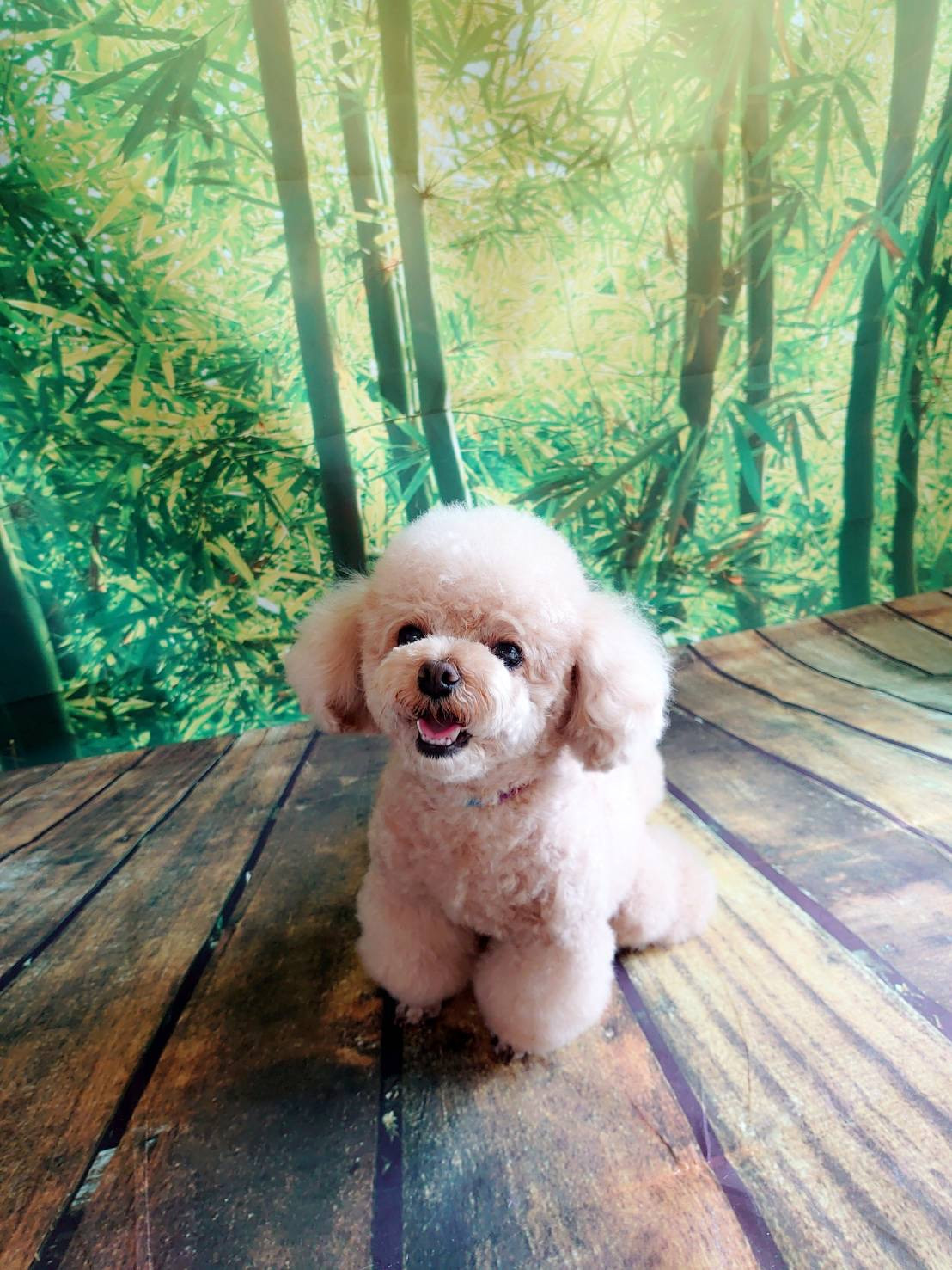 プードルの岳ちゃん シャンプーコース お爪切り 足先のバリカン 肛門周りのカット