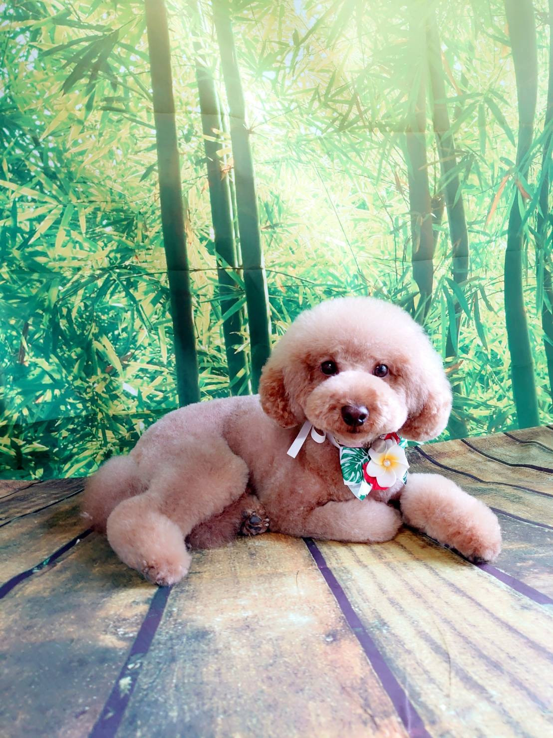 プードルのここあちゃん トリミングコース デンタル