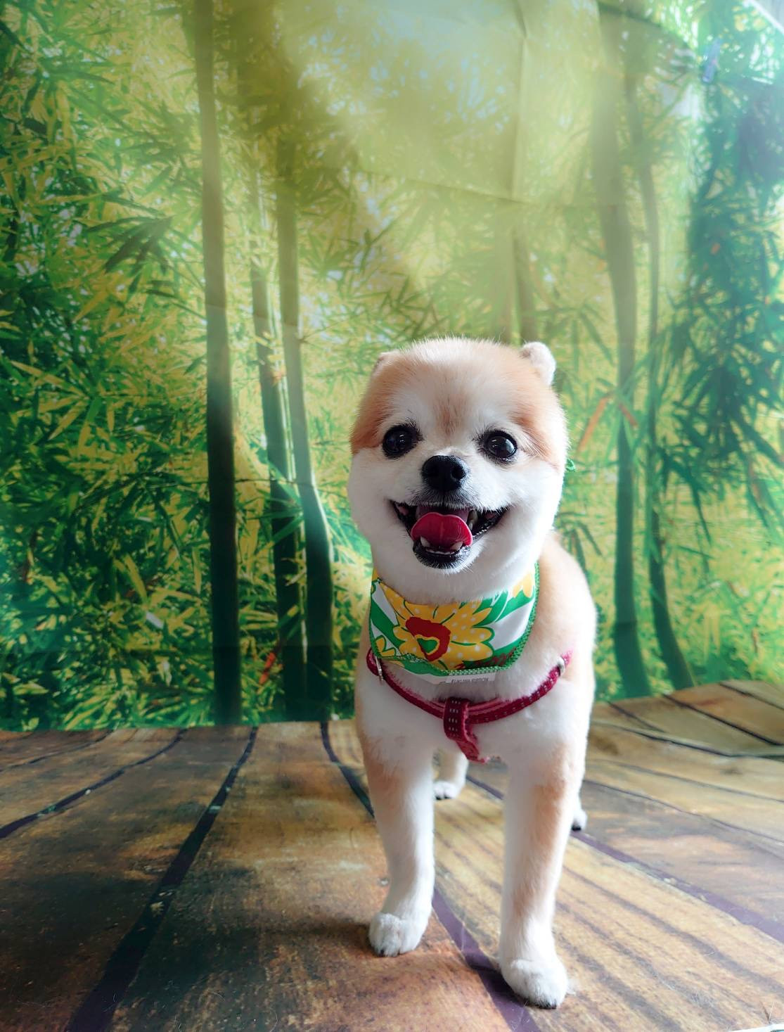 MIXの虎徹ちゃん トリミングコース