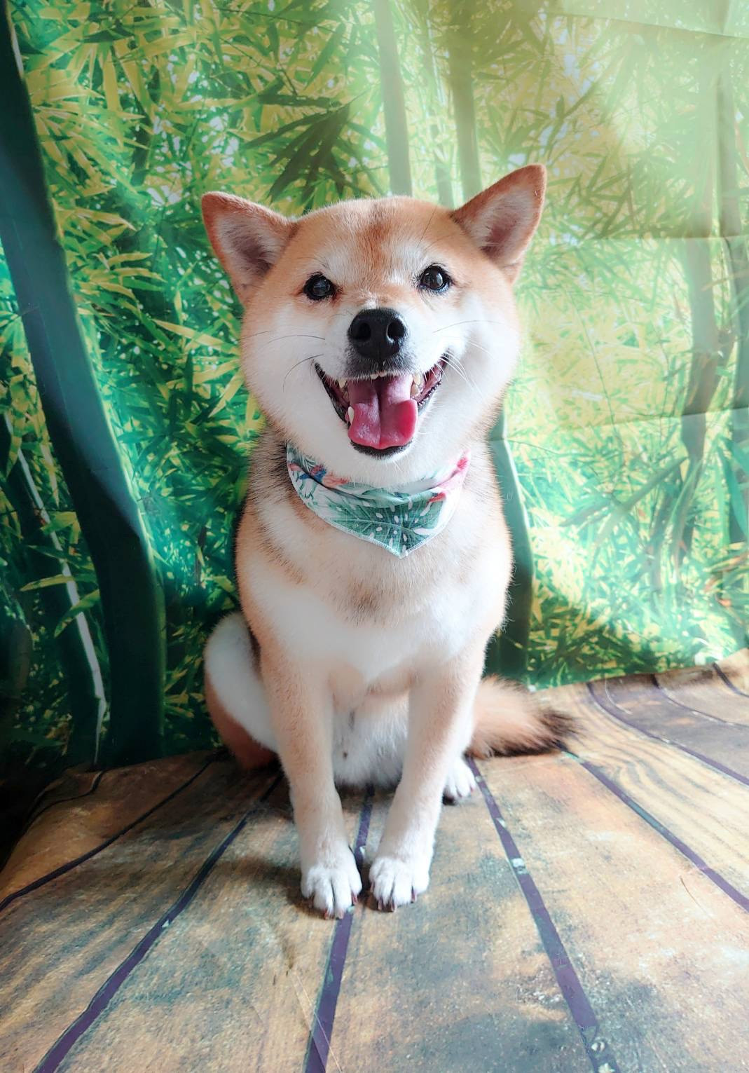 柴のちゃちゃ丸ちゃん シャンプーコース お爪切り 肛門腺 絞り