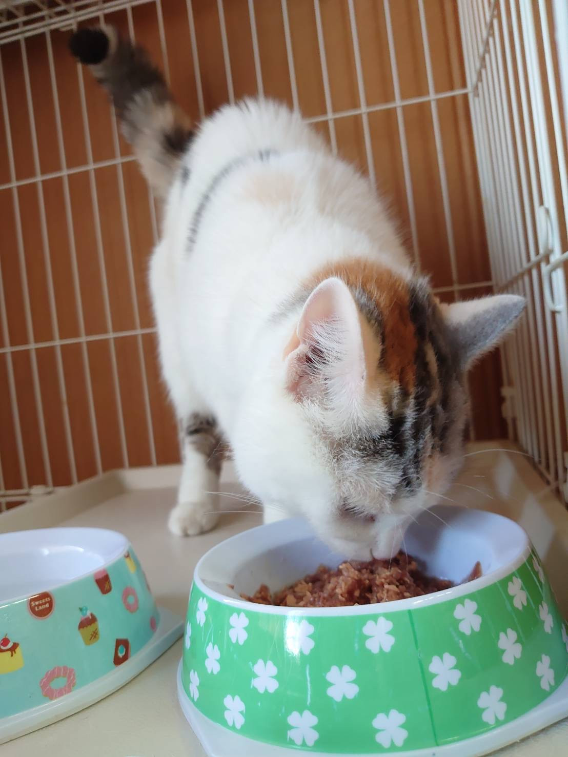 猫のココナッツちゃん お泊まりの様子