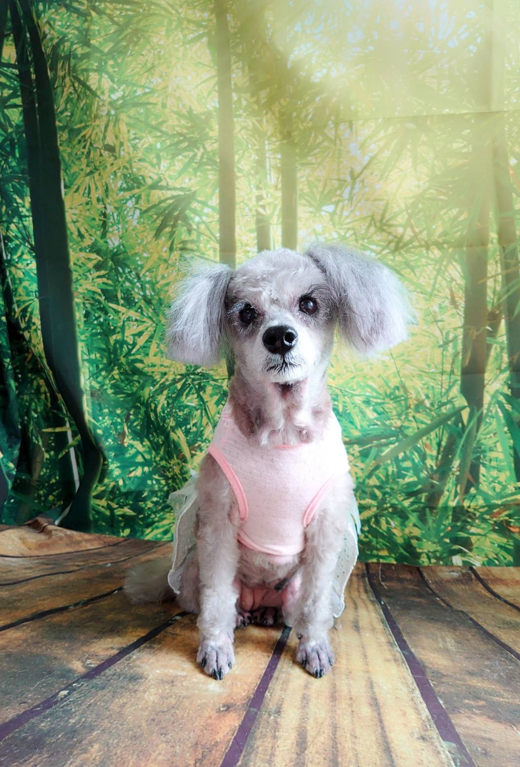 MIXのルナちゃん トリミングコース