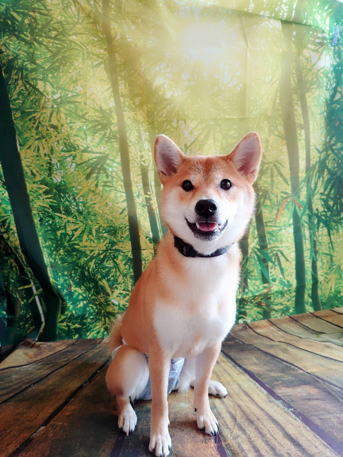 柴のこんちゃん グルーミングコース